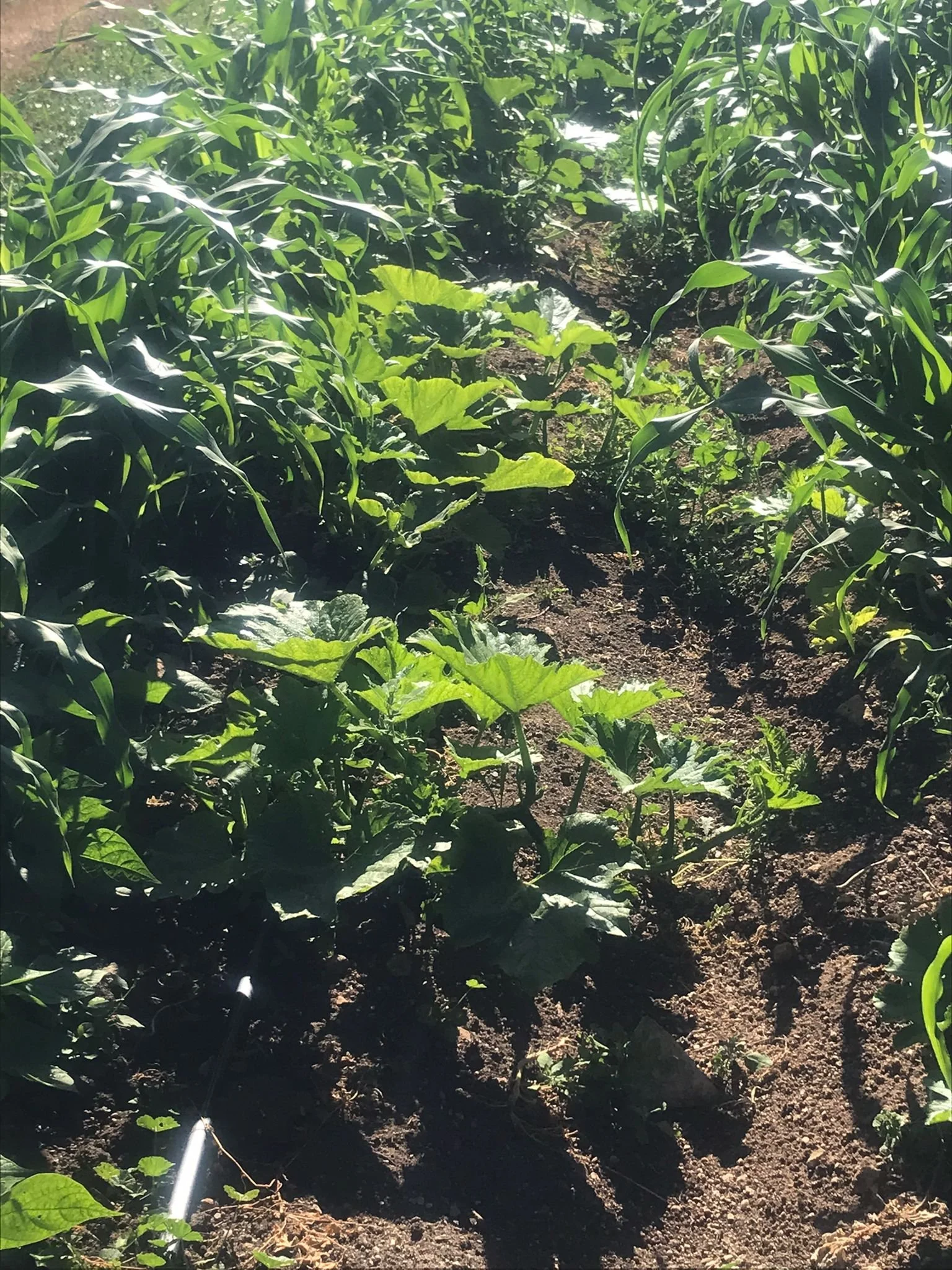 WhatsApp Image 2022-07-08 at 1.31.58 PM.jpeg