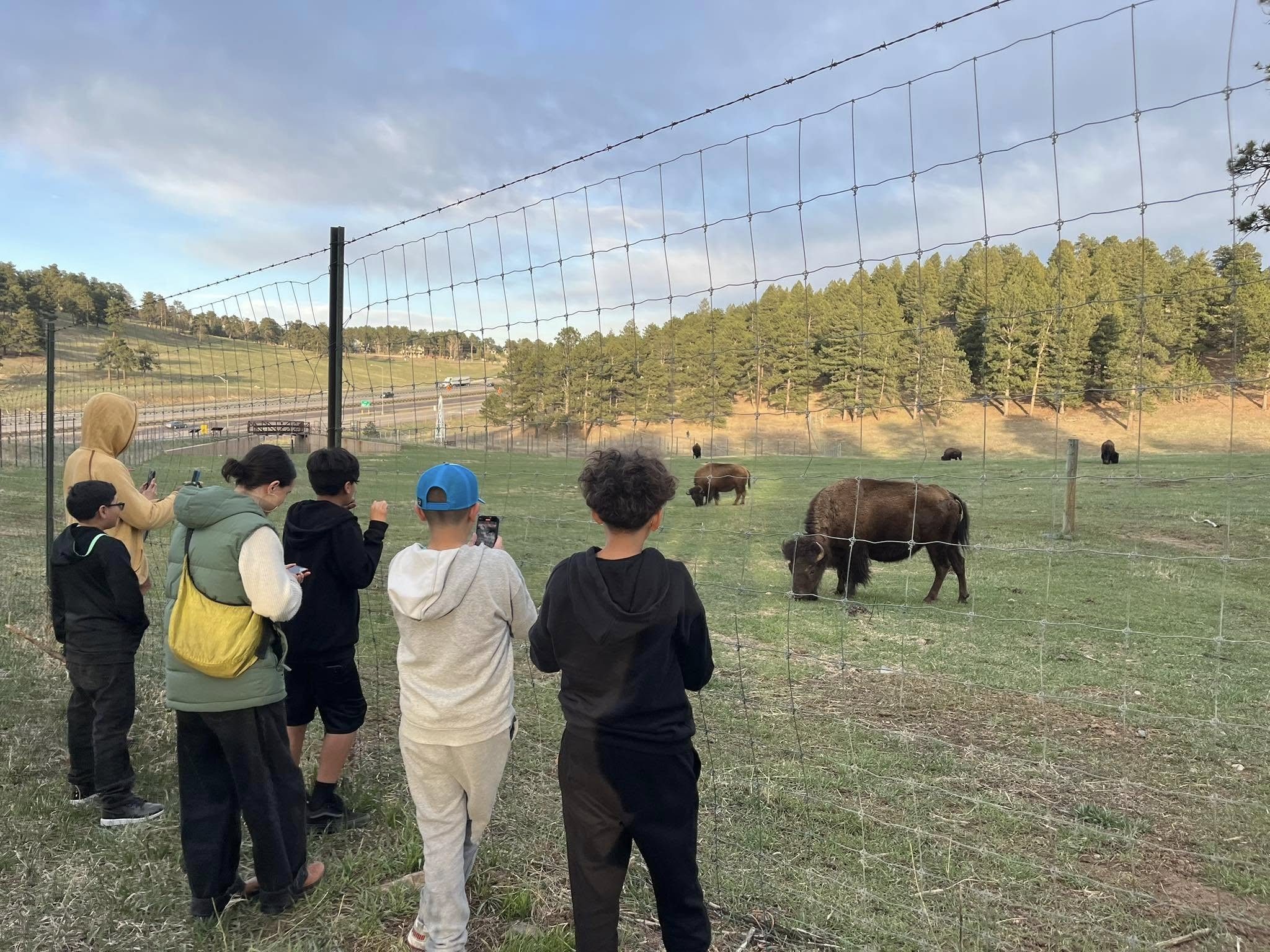 Bison_Teaching.jpg