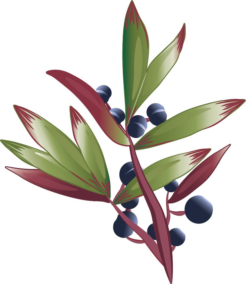 Mountain Pepper.jpg