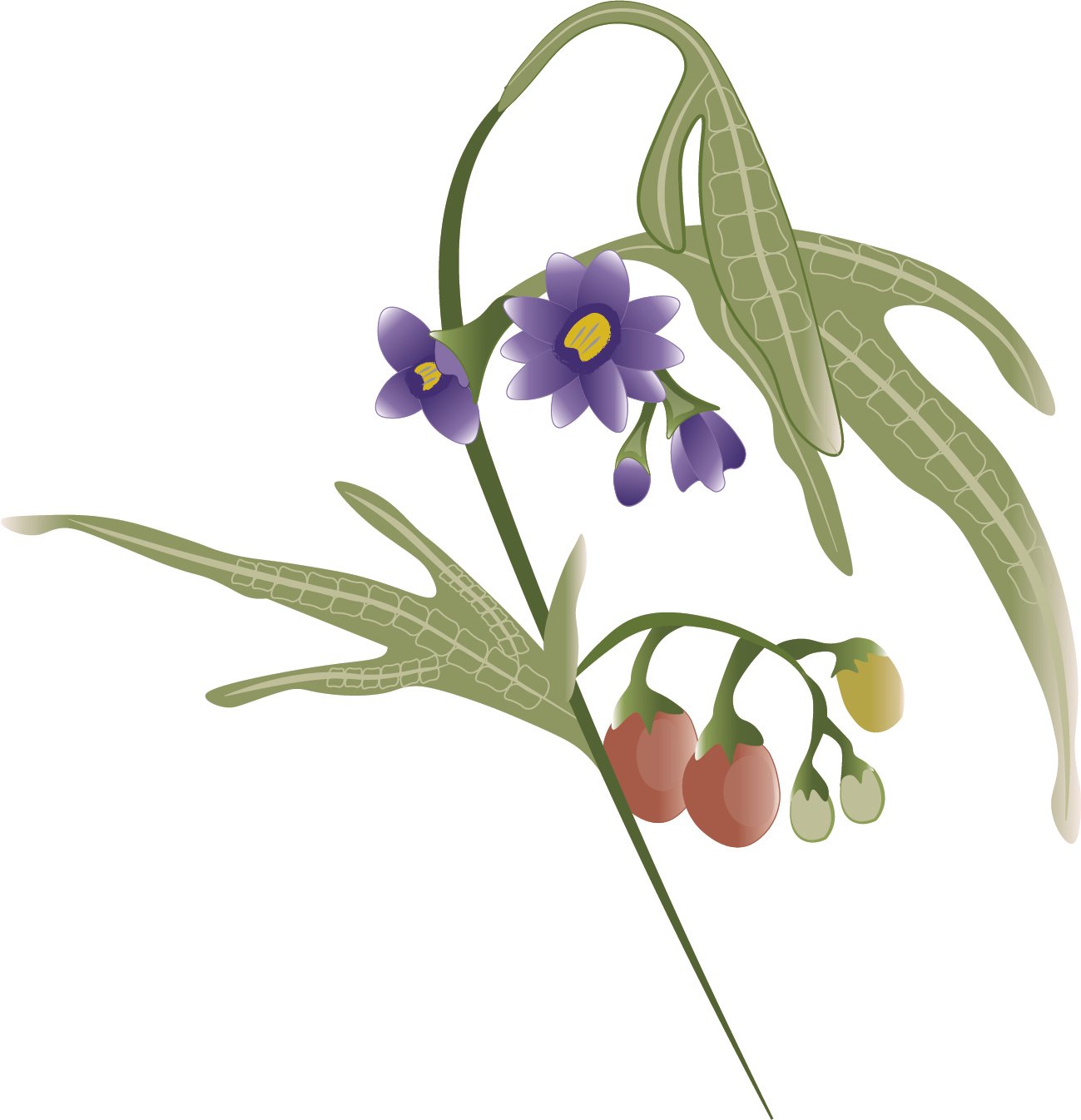 Kangaroo Apple.jpg