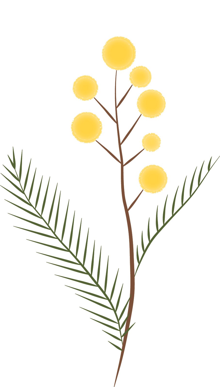 Silver Wattle.jpg