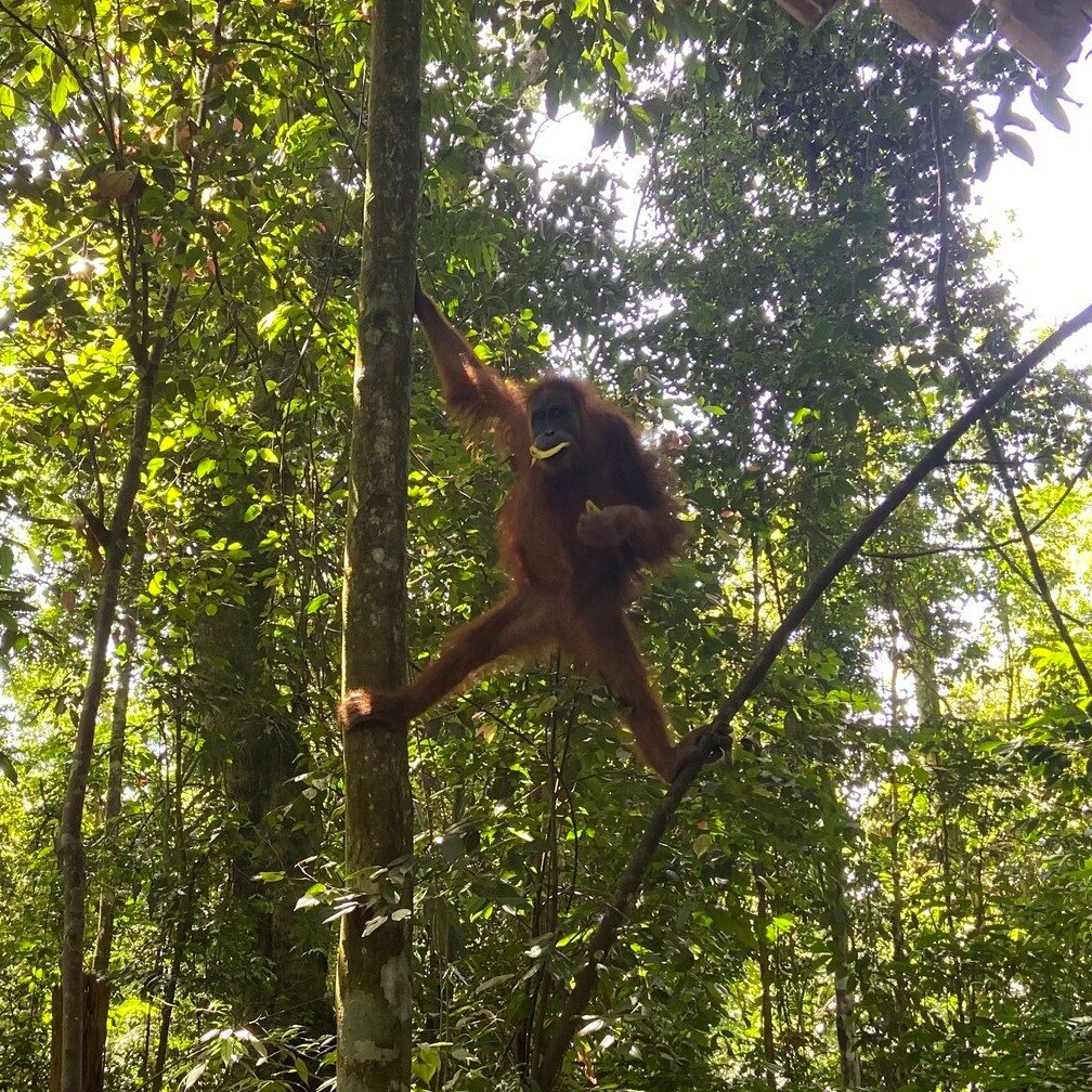 There's nothing that takes my breath away like seeing wildlife, in the wild. We've been to see orangutans in both Malaysian Borneo and Indonesian Sumatra. If you're looking to see these epic creatures, you should know a couple of things before you pi