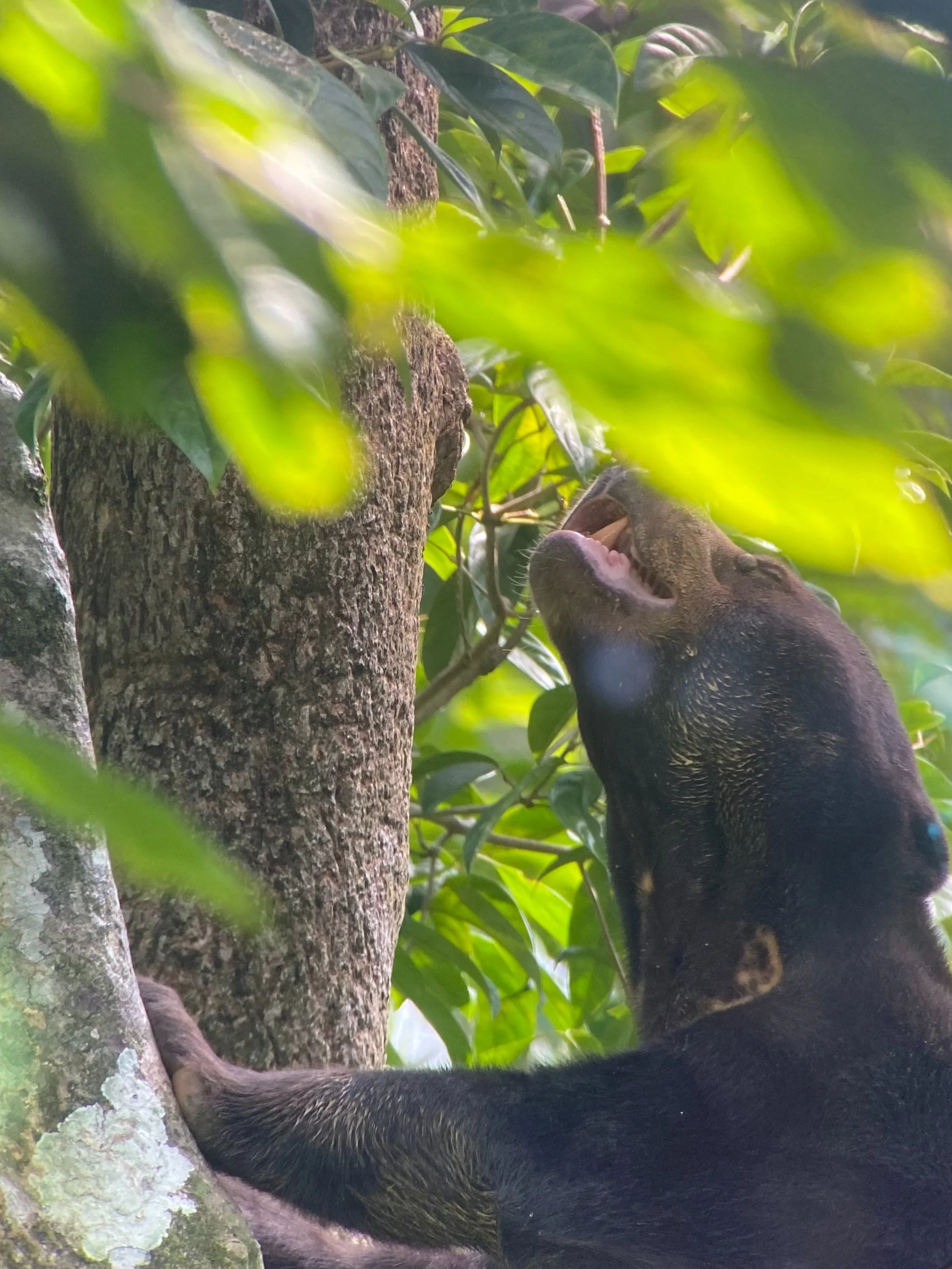sun bear in a tree
