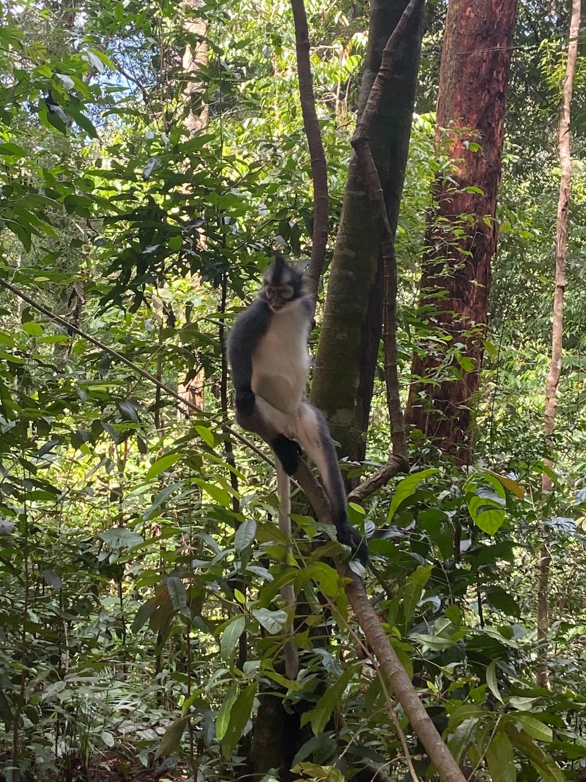 Thomas's leaf monkey
