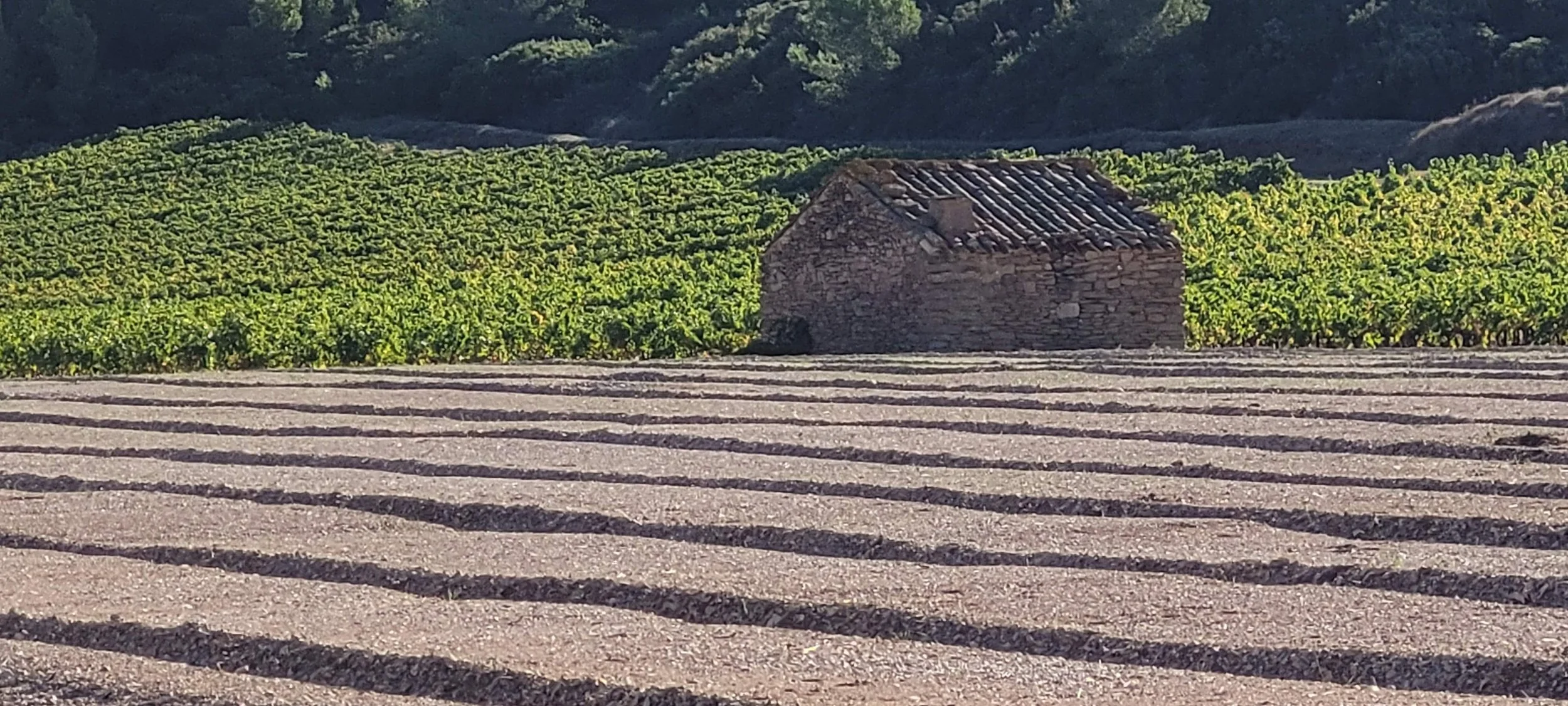 Walking North to South of the Languedoc-Roussillon Region (Day 11 to 15) 