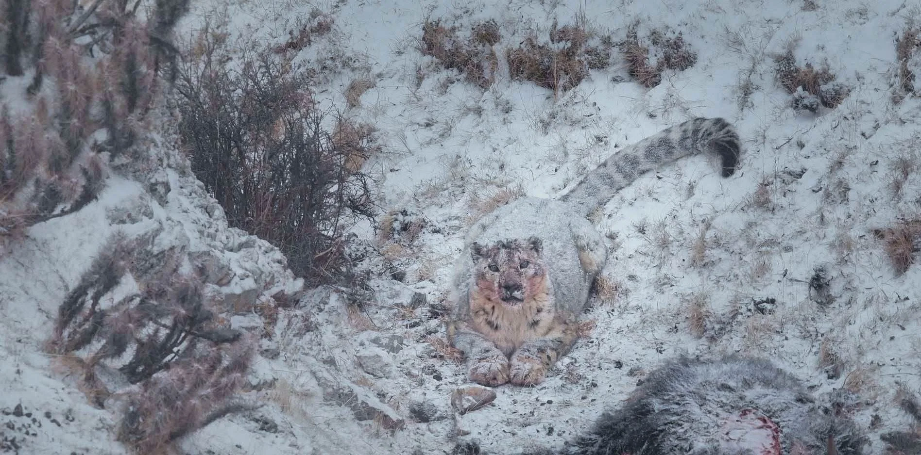 LA PANTHERE DES NEIGES