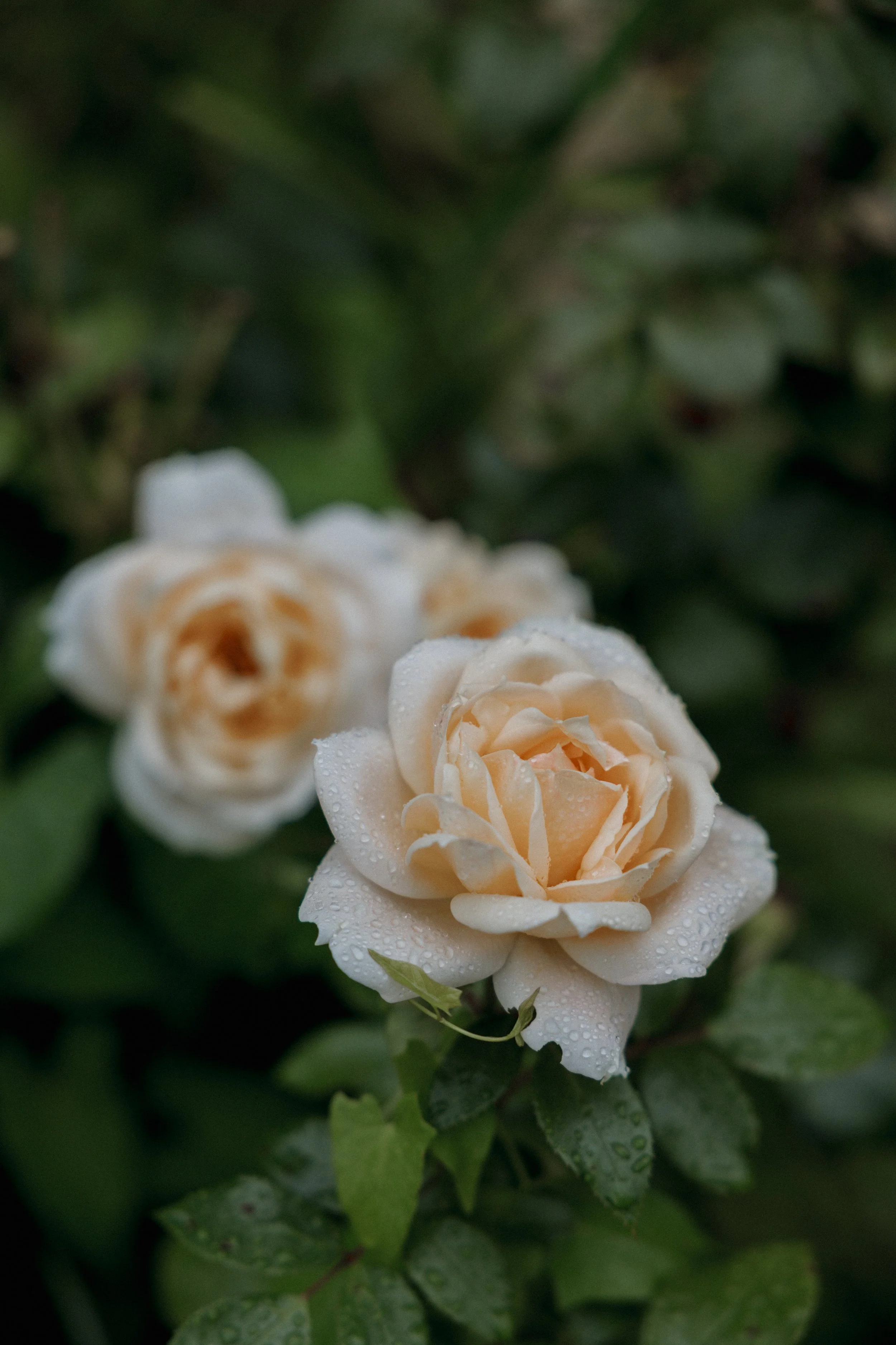 Neil & Kathy Previews-8.jpg