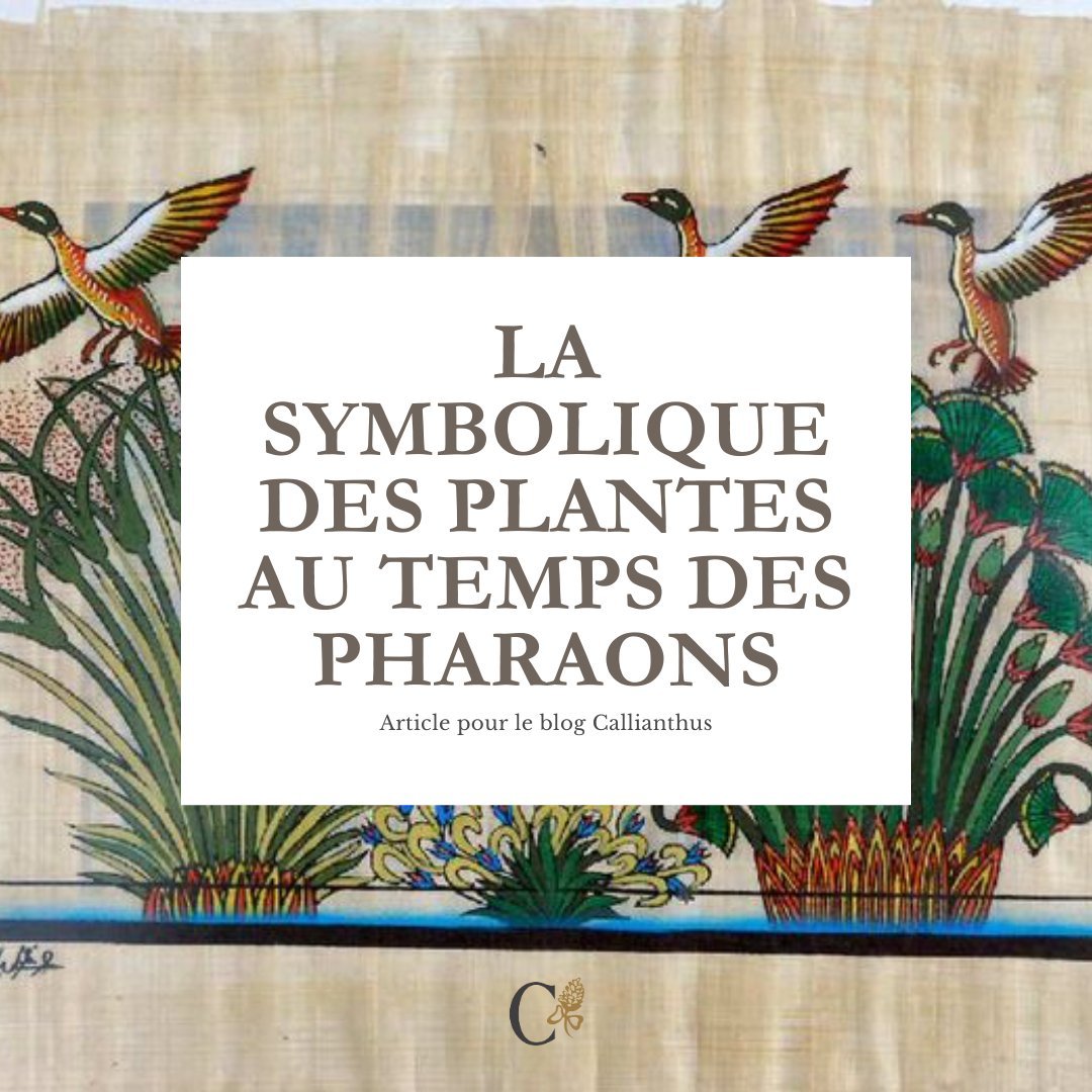 🌿 𝐋𝐞𝐬 𝐩𝐥𝐚𝐧𝐭𝐞𝐬 𝐝𝐚𝐧𝐬 𝐥&rsquo;𝐄́𝐠𝐲𝐩𝐭𝐞 𝐚𝐧𝐜𝐢𝐞𝐧𝐧𝐞 : 𝐮𝐧 𝐥𝐚𝐧𝐠𝐚𝐠𝐞 𝐨𝐮𝐛𝐥𝐢𝐞́ 𝐞𝐧𝐭𝐫𝐞 𝐬𝐲𝐦𝐛𝐨𝐥𝐞𝐬 𝐞𝐭 𝐬𝐚𝐜𝐫𝐞́ ? 

Lotus, papyrus, mandragore&hellip; Ces plantes famili&egrave;res sont bien plus que de simp