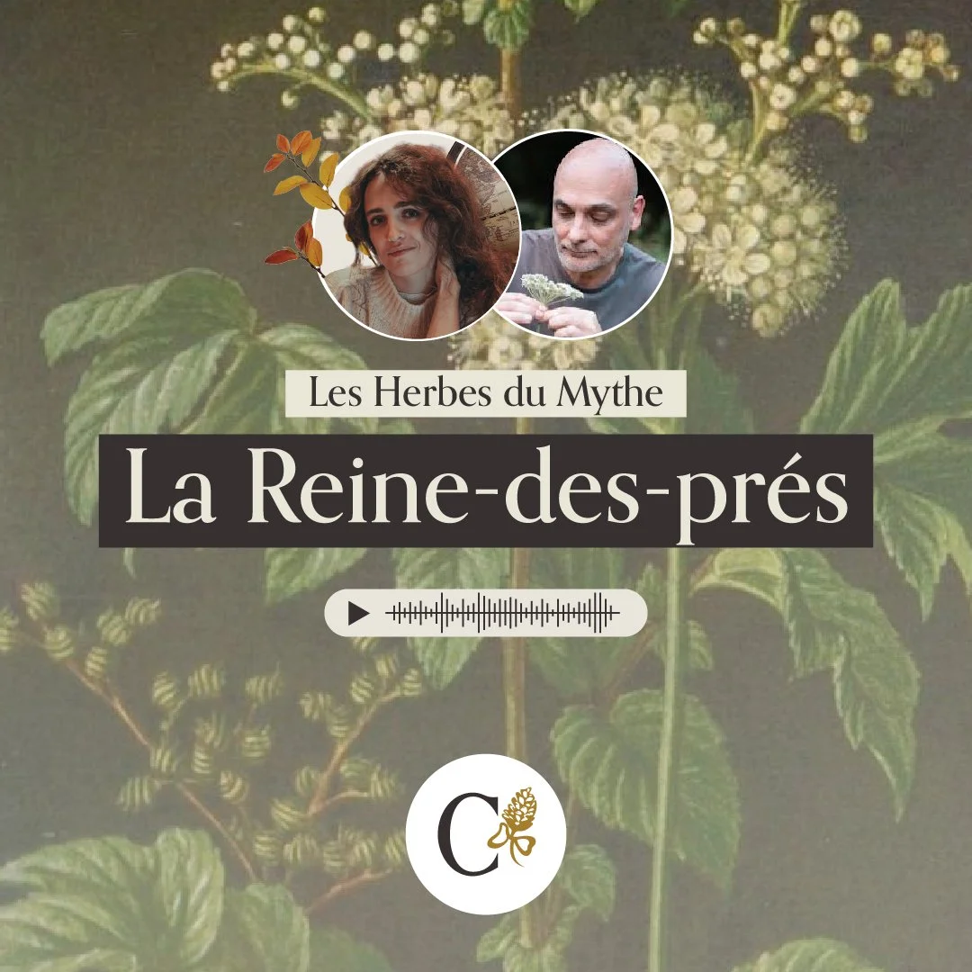 👑 Les Herbes du Mythe — Ep.2 : la Reine-des-prés 🌿