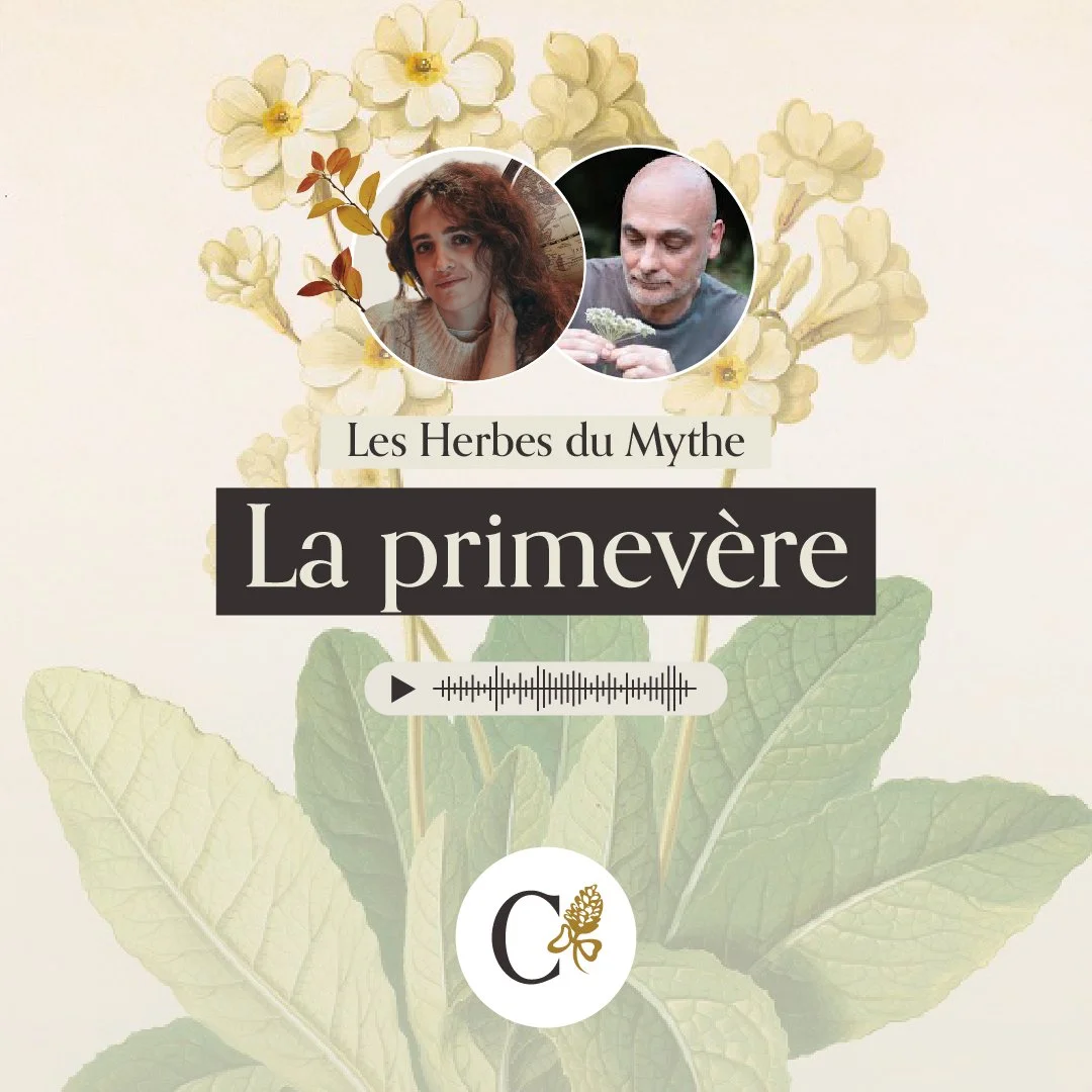Les herbes du mythe : La primevère