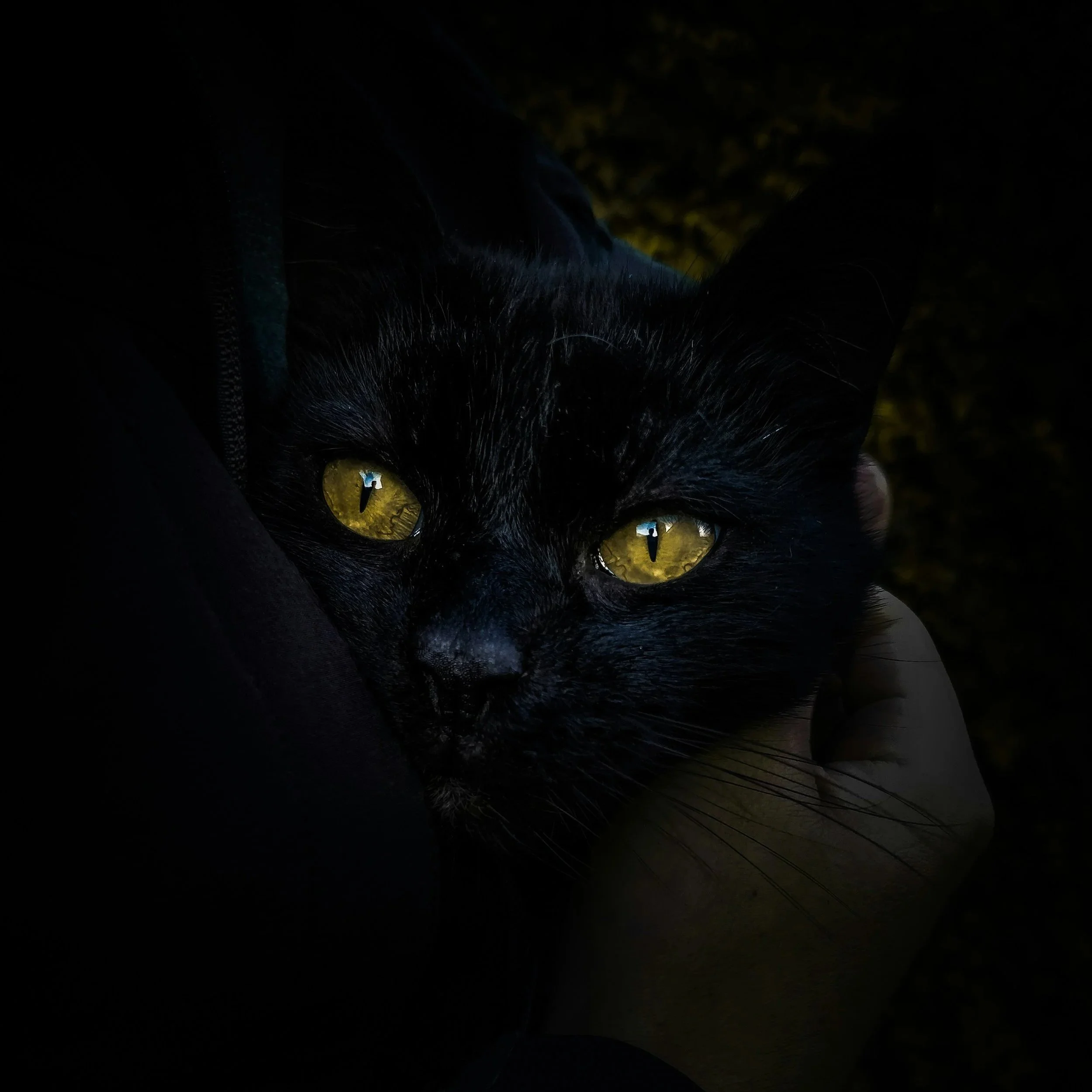 La symbolique du chat noir