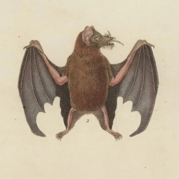 La symbolique de la chauve-souris 
