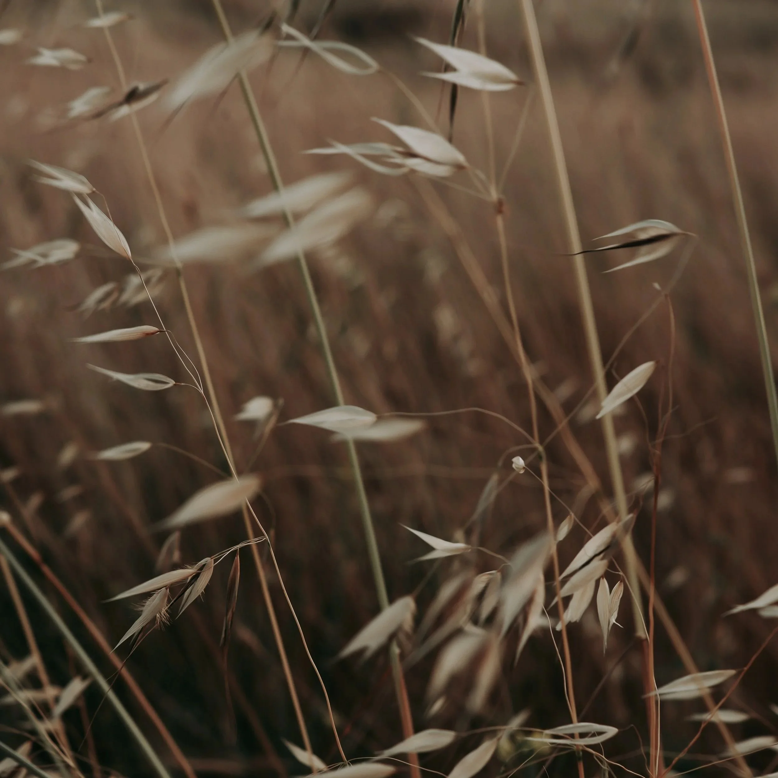 Tresser les herbes sacrées : retour sur ma grande lecture de l’été ! 