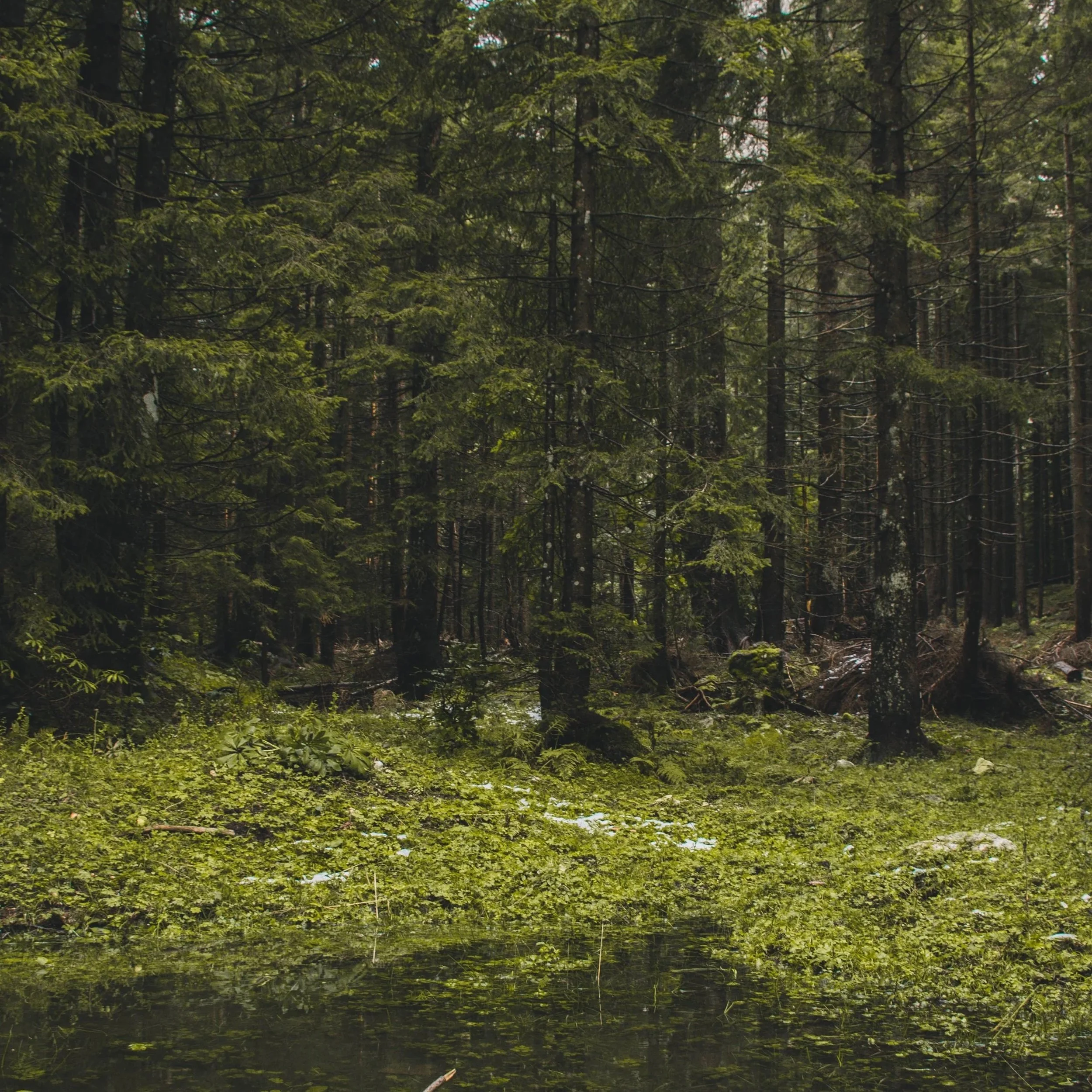 L’aulne et la symbolique… de l’Auvergne