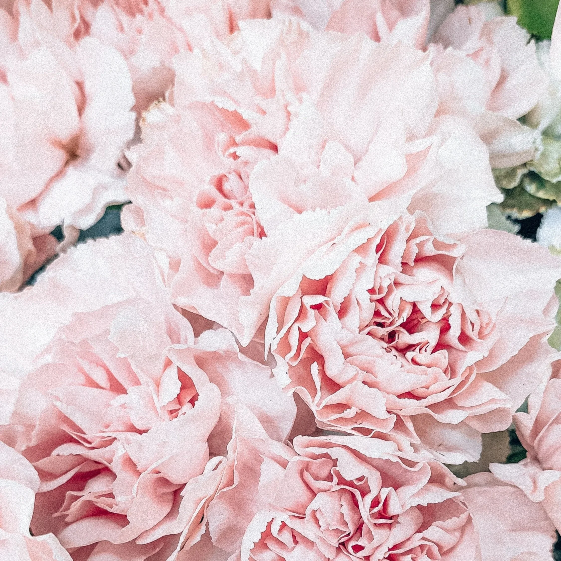 La pivoine, fleur des rois et fleur de Chine
