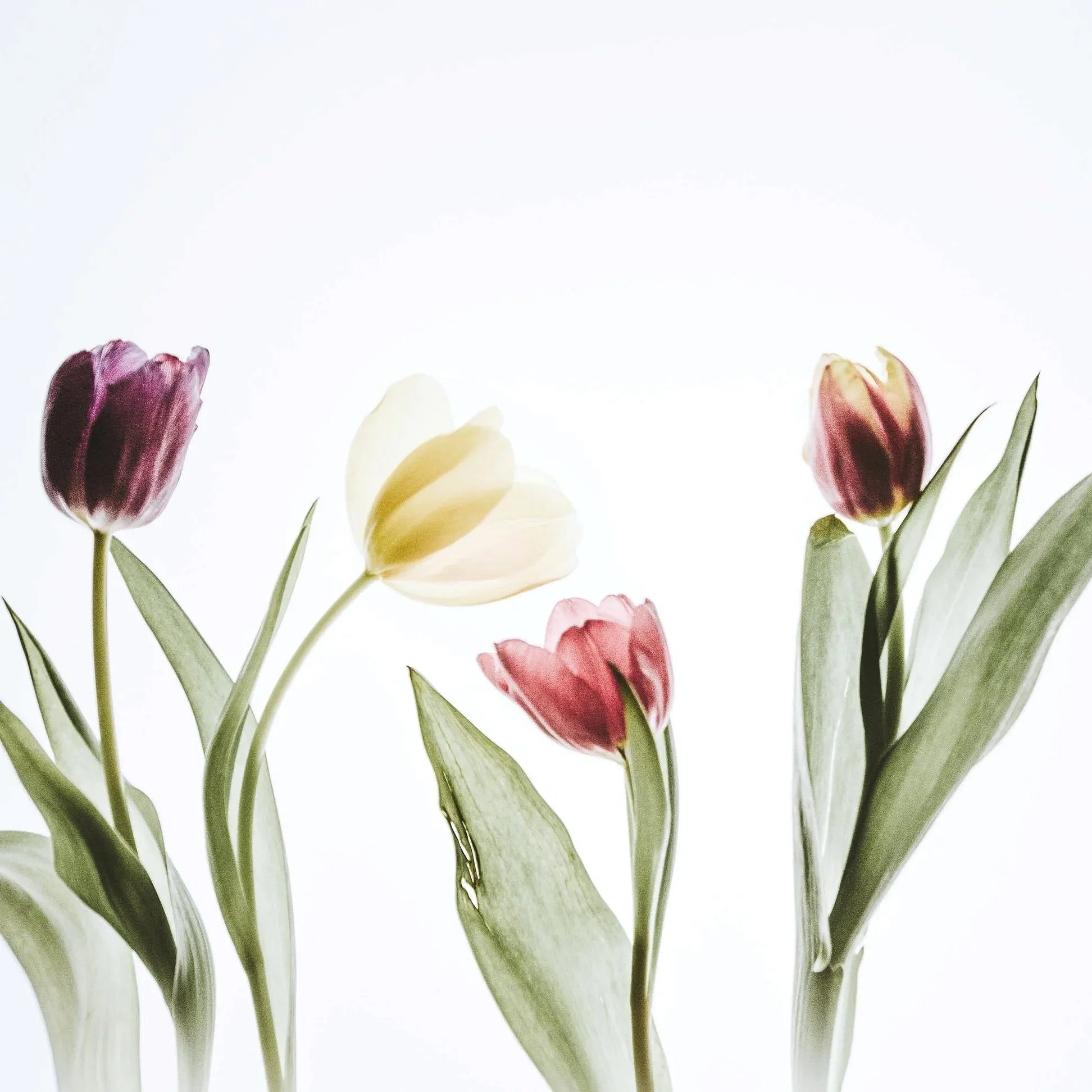 La tulipe, voyage en Orient et vanité !