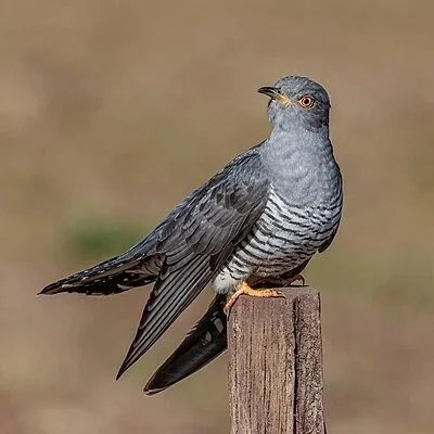 Le coucou gris, un oiseau aussi mythique que… parasite