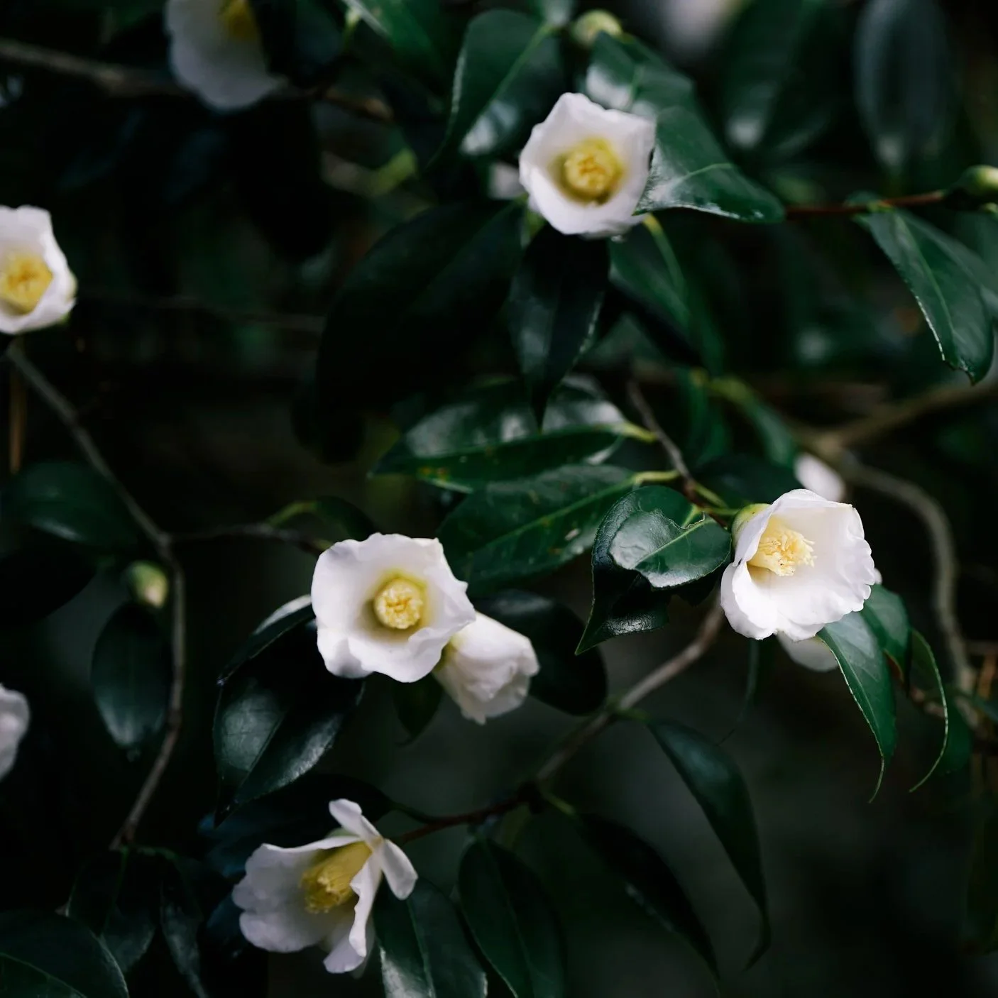 Le théier, plante du rituel