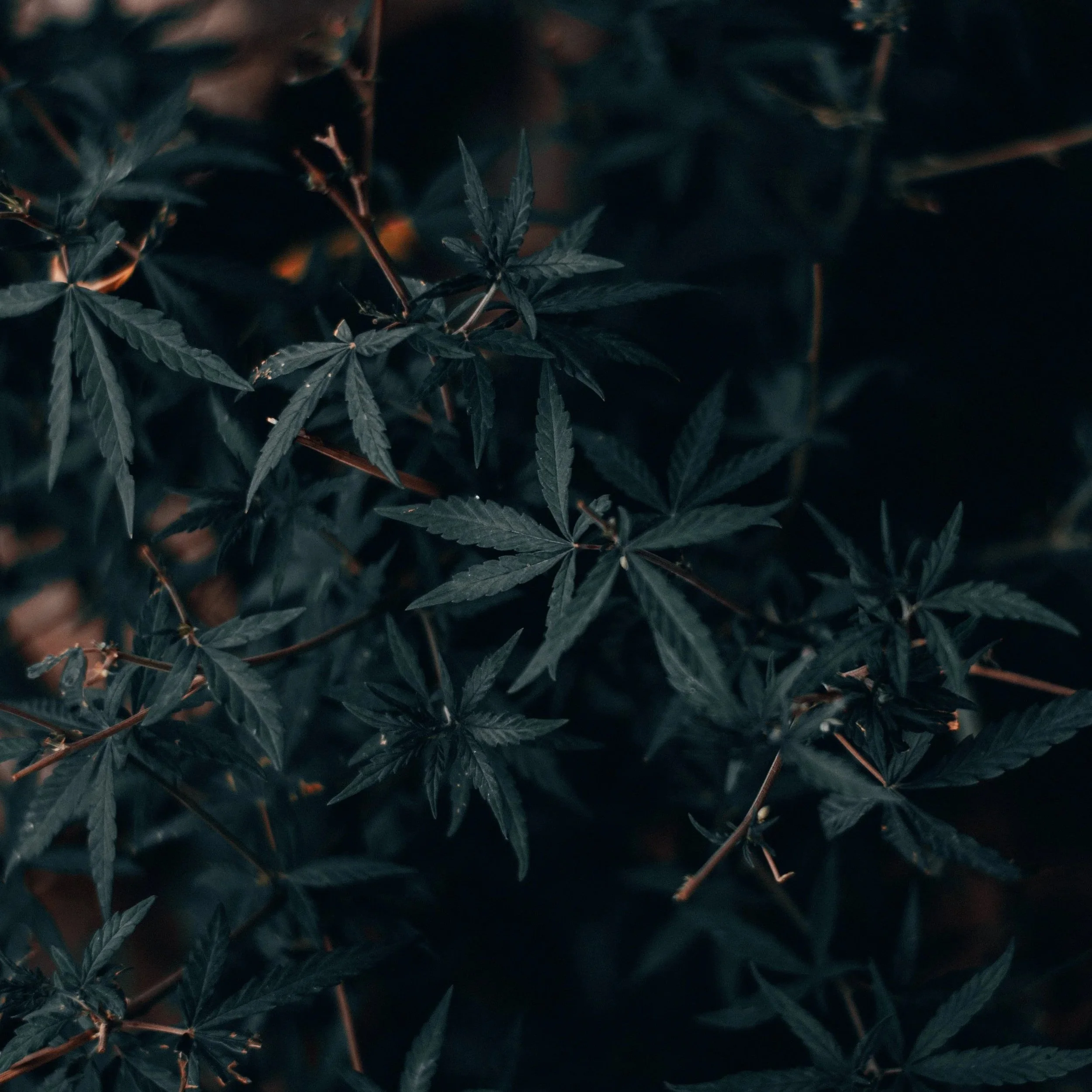 Le chanvre, une plante qui reste mystérieuse…