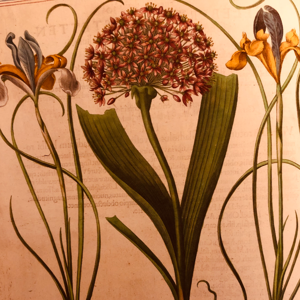 Le Moly, la plus magique des plantes antiques ! 