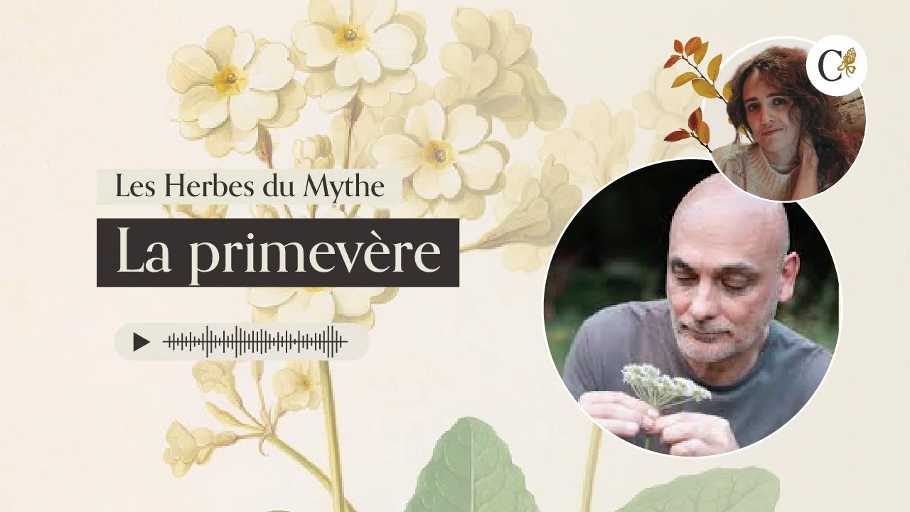 Les Herbes du Mythe : ep.1 La primevère avec PhytoGenfi ! 🌿 🔑