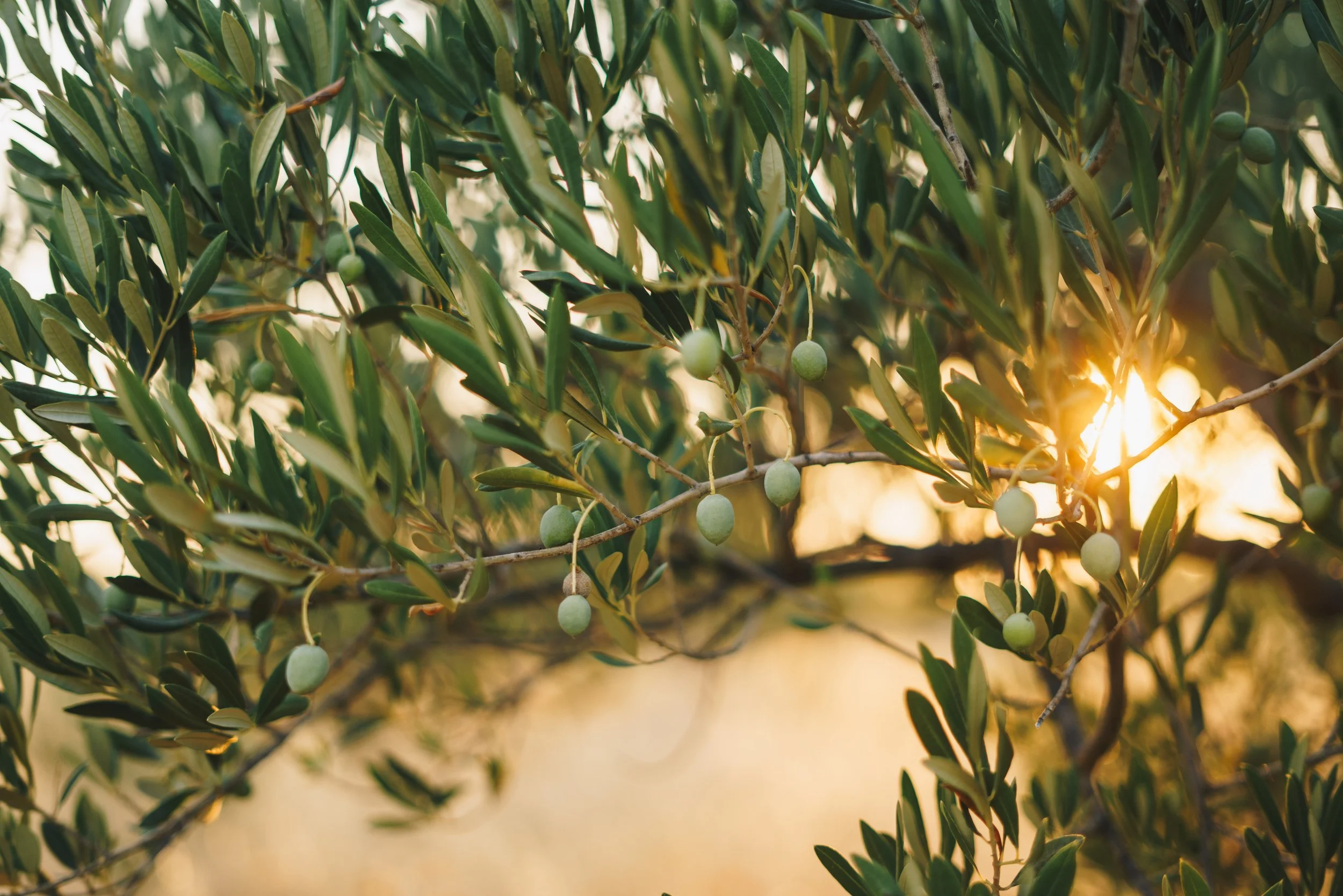 The principle of living in harmony with Nature – The Old European way of life has teachings for modern environmental protection
