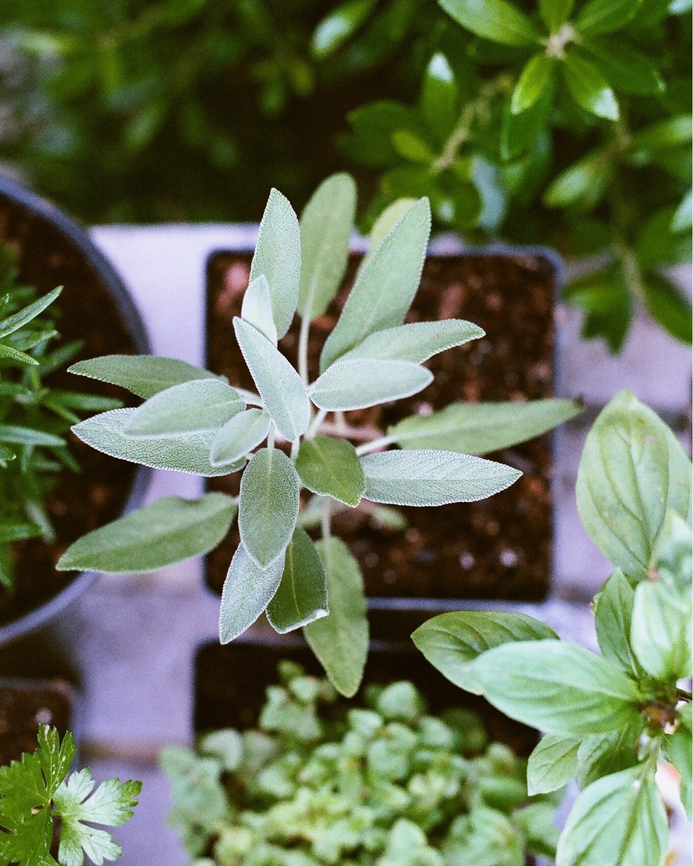 Oregano, teatteri, oliivi, viini, hymni... alkujaan kreikkalaisia sanoja kaikki tyynni. Vai ovatko kuitenkaan?

&quot;Suomalaiset kasvattavat puutarhoissaan mausteyrttej&auml; kuten oreganoa, kuminaa, salviaa, anisiisoa, minttua ja basilikaa, ja n&au