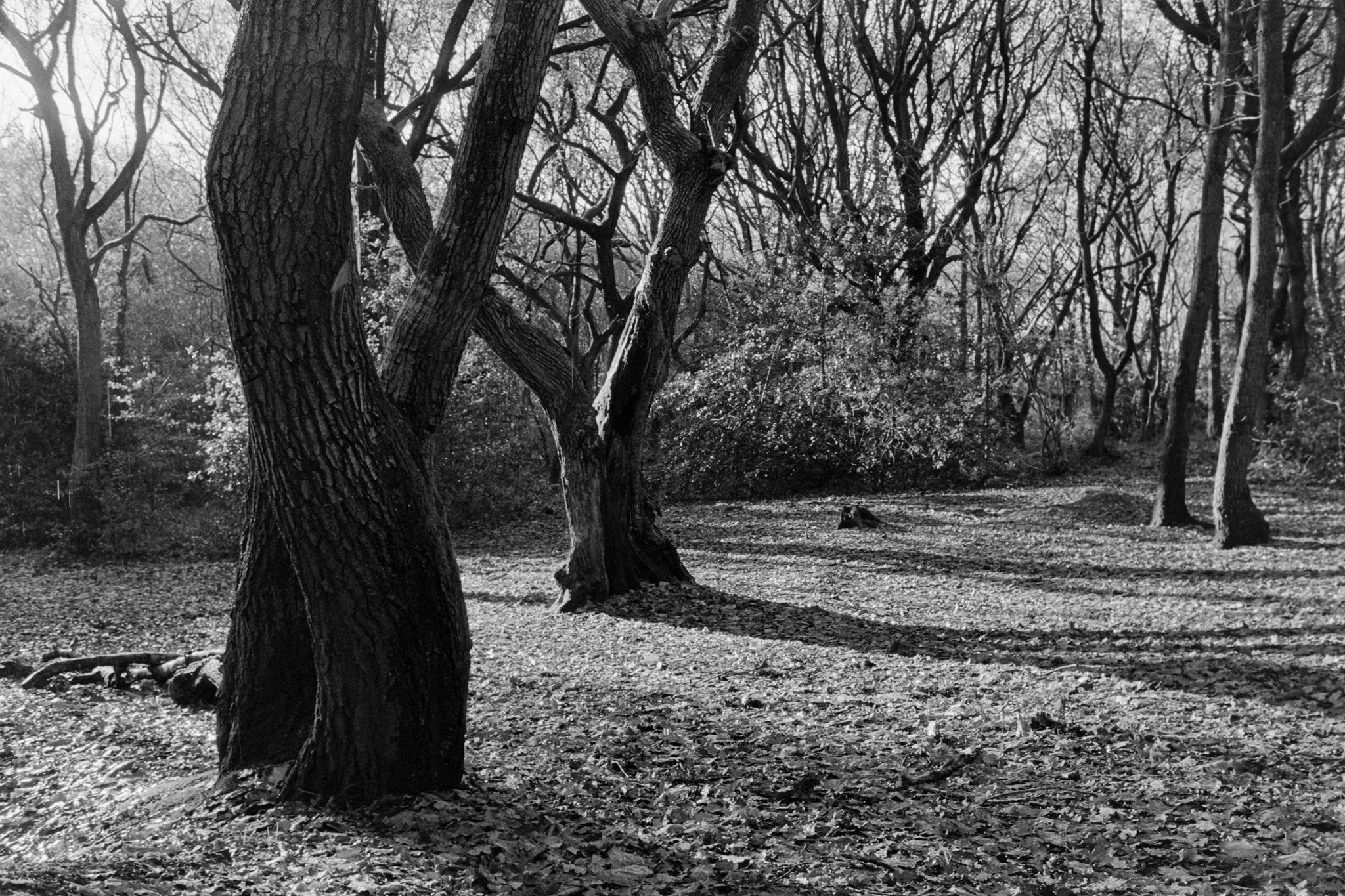 Lands Wood