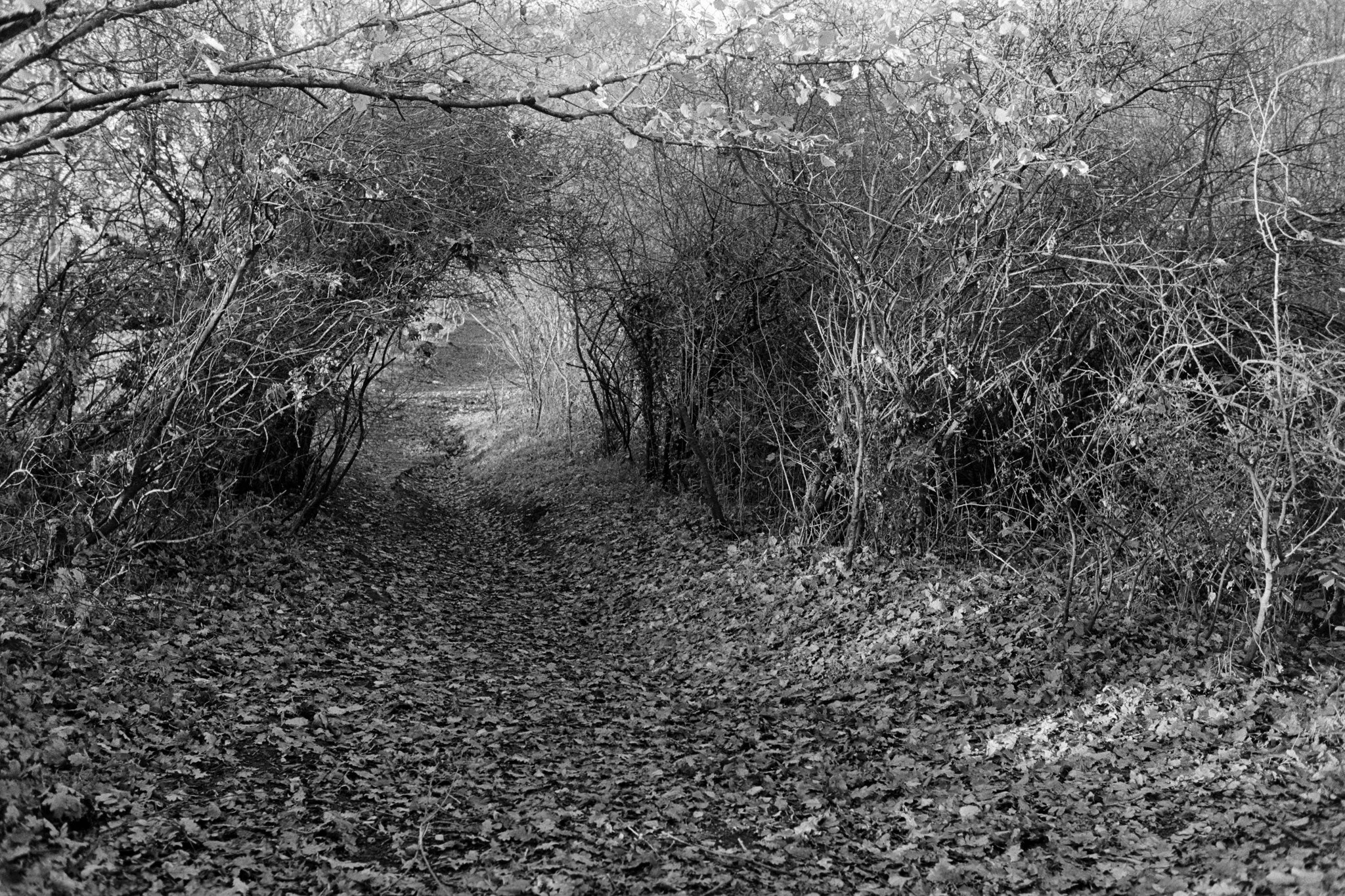 Heading up the Black Path