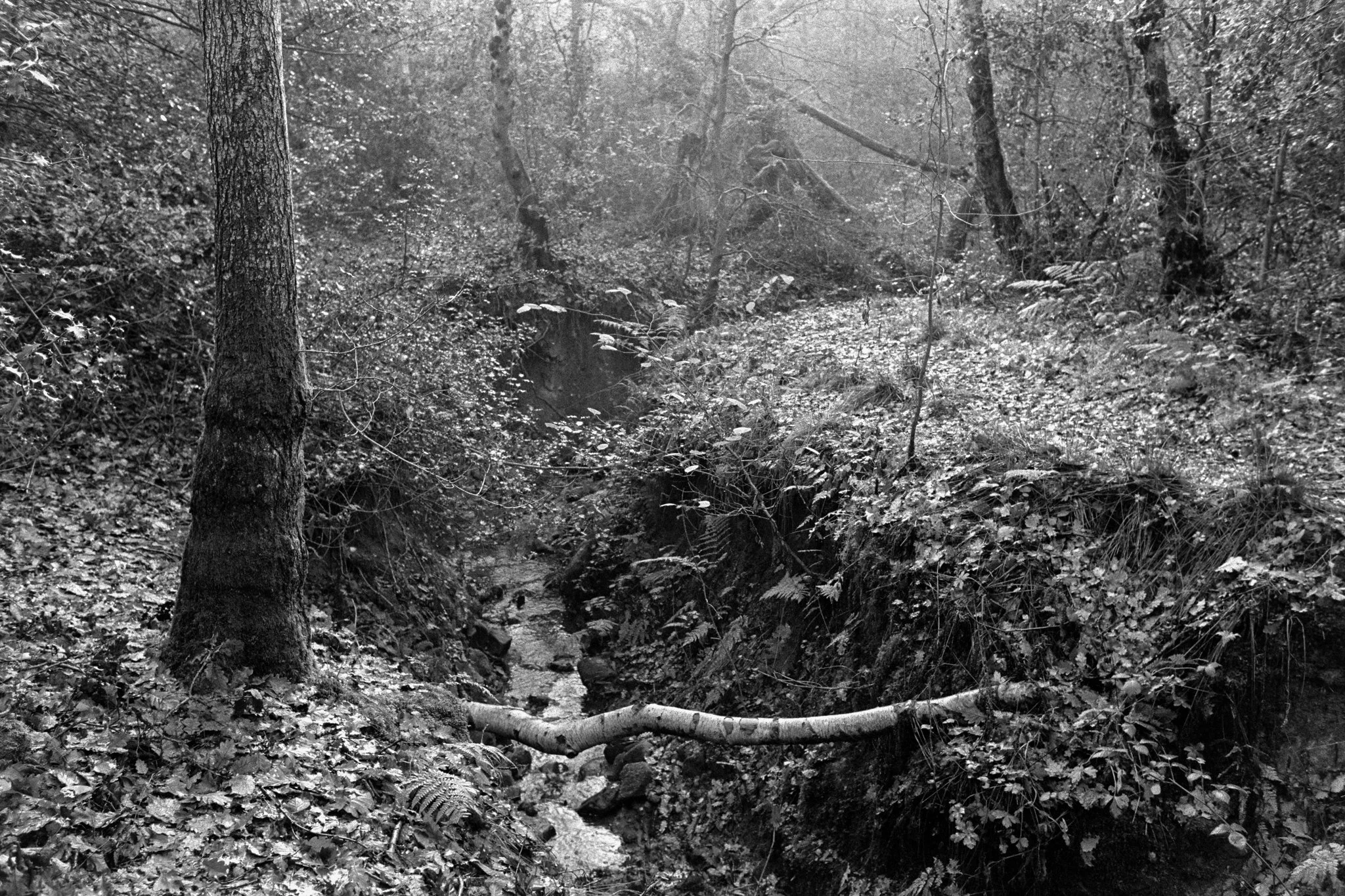 Lands Wood