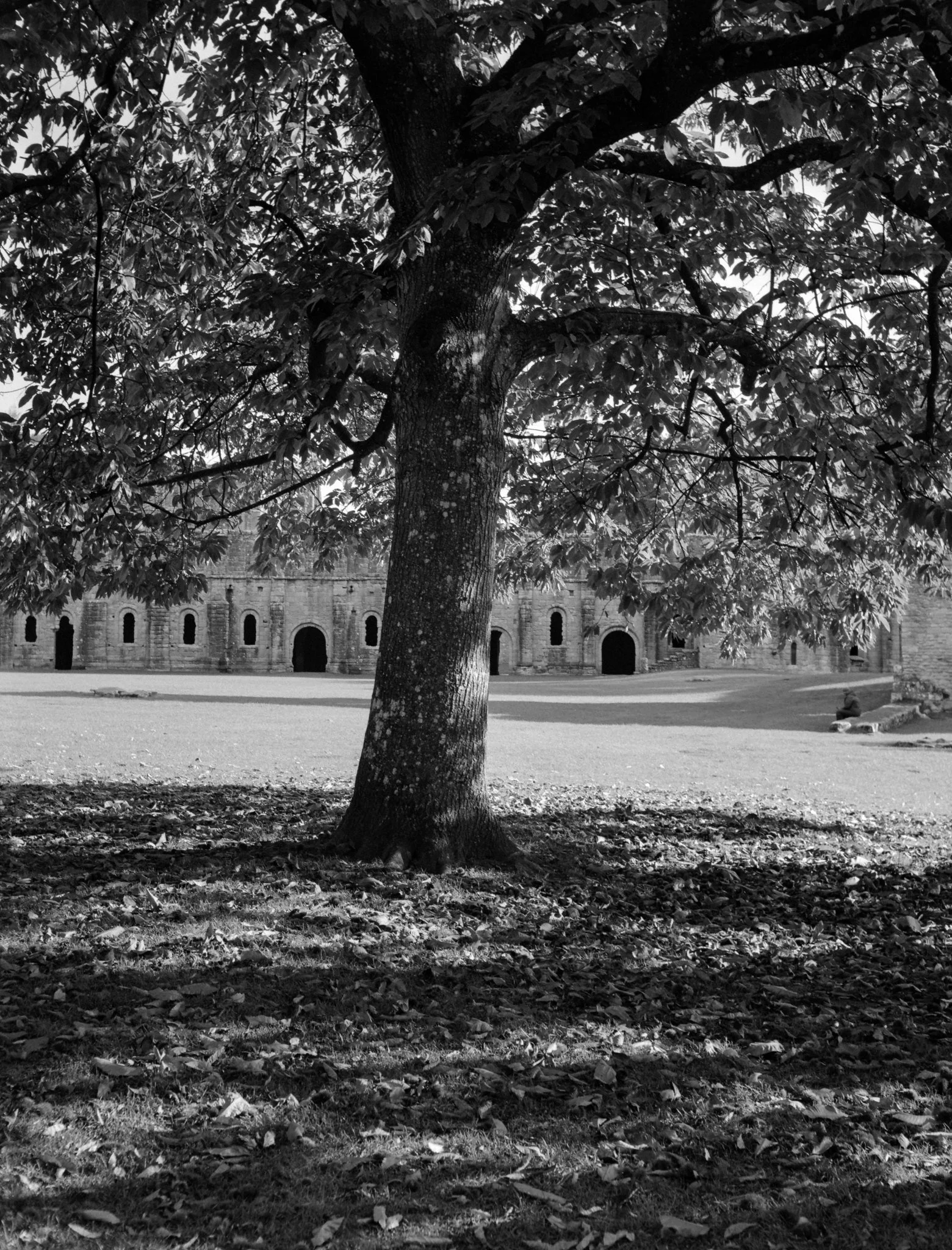 Fountains Abbey