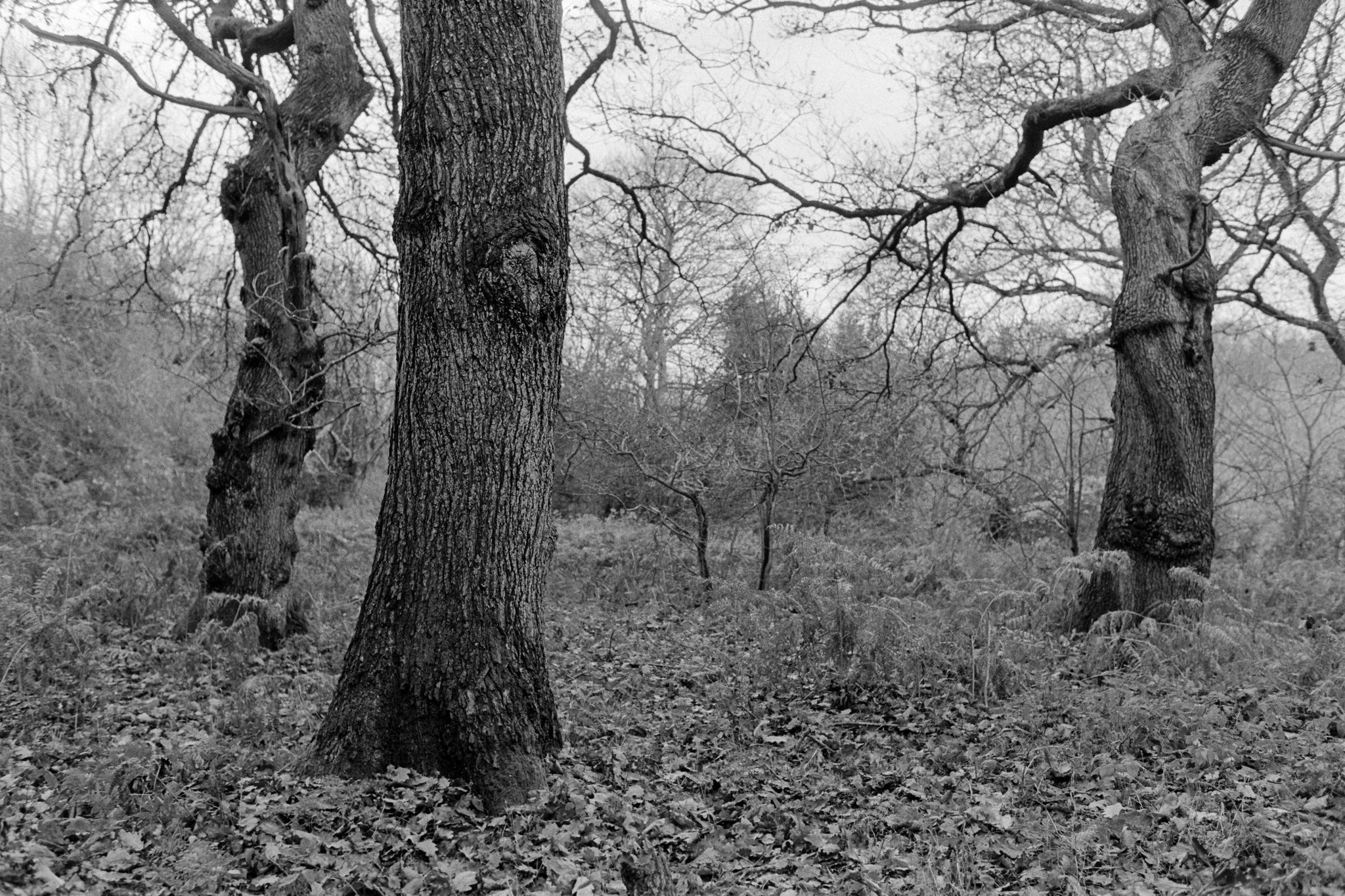 Cooper's Wood