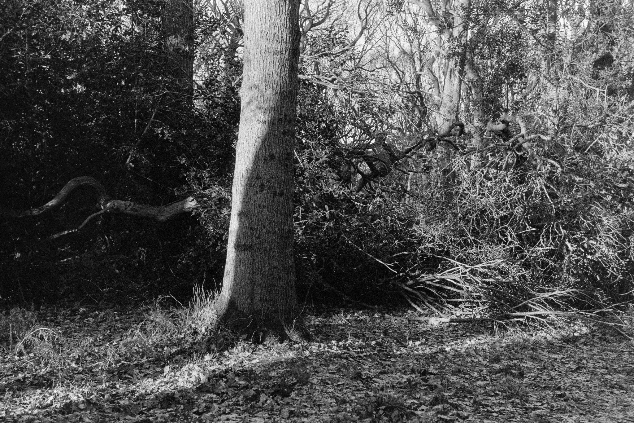 Cooper's Wood