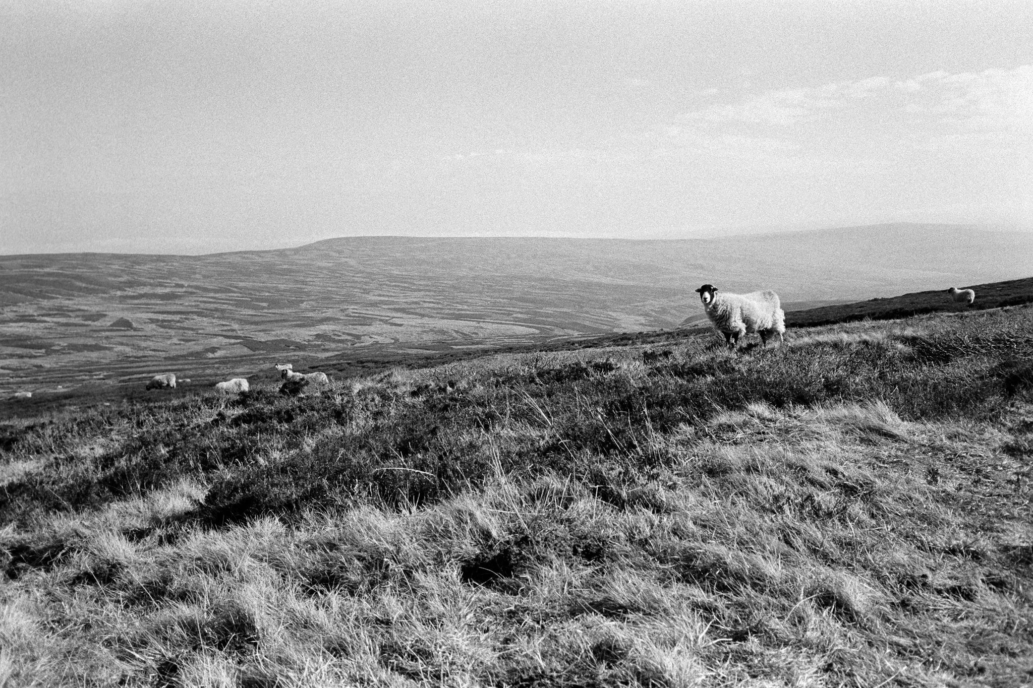 Swaldale Ewes over Weardale