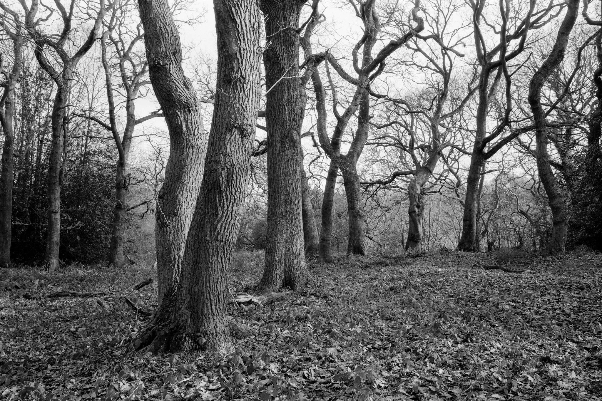 Coopers Wood
