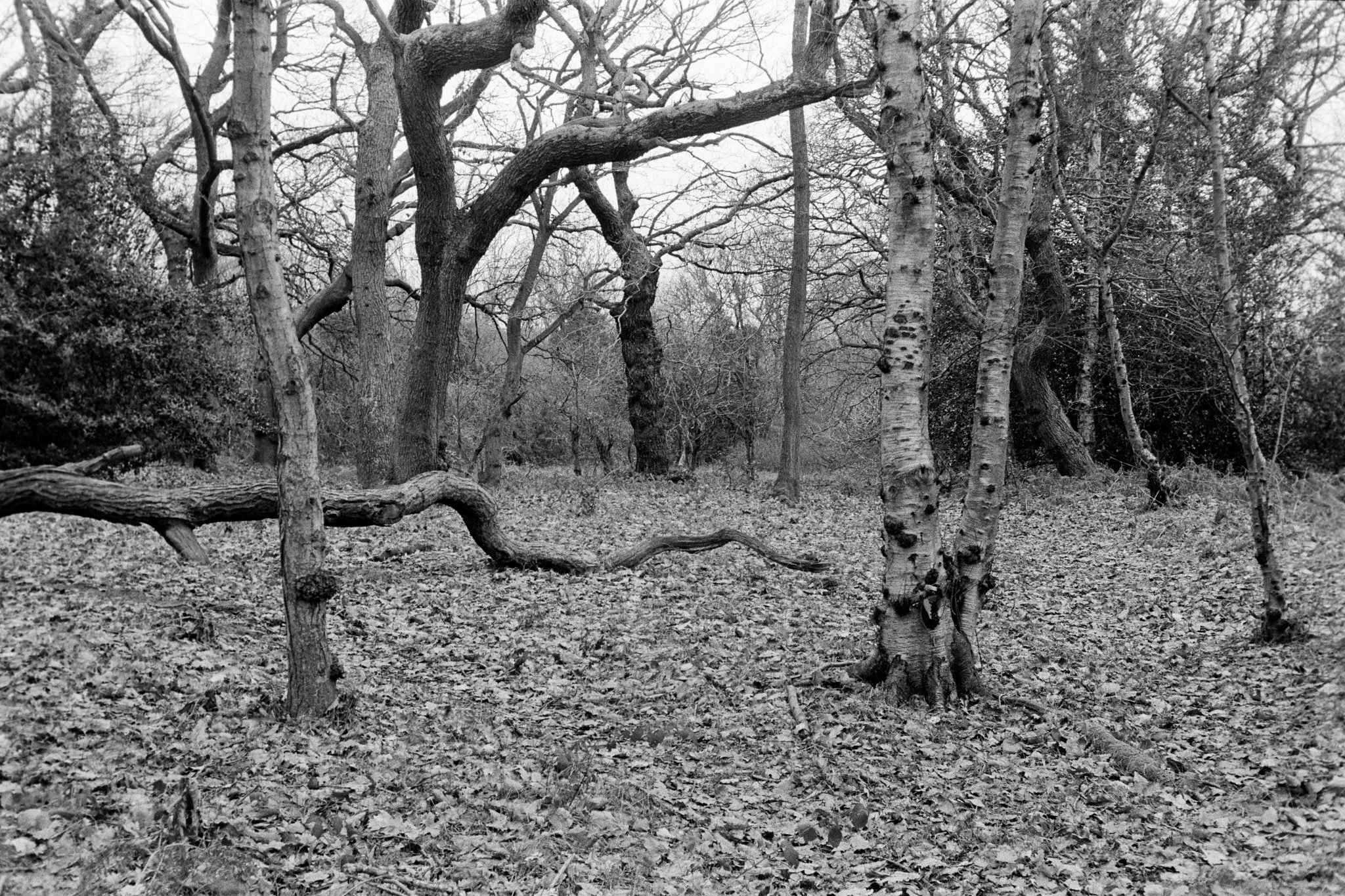 Coopers Wood