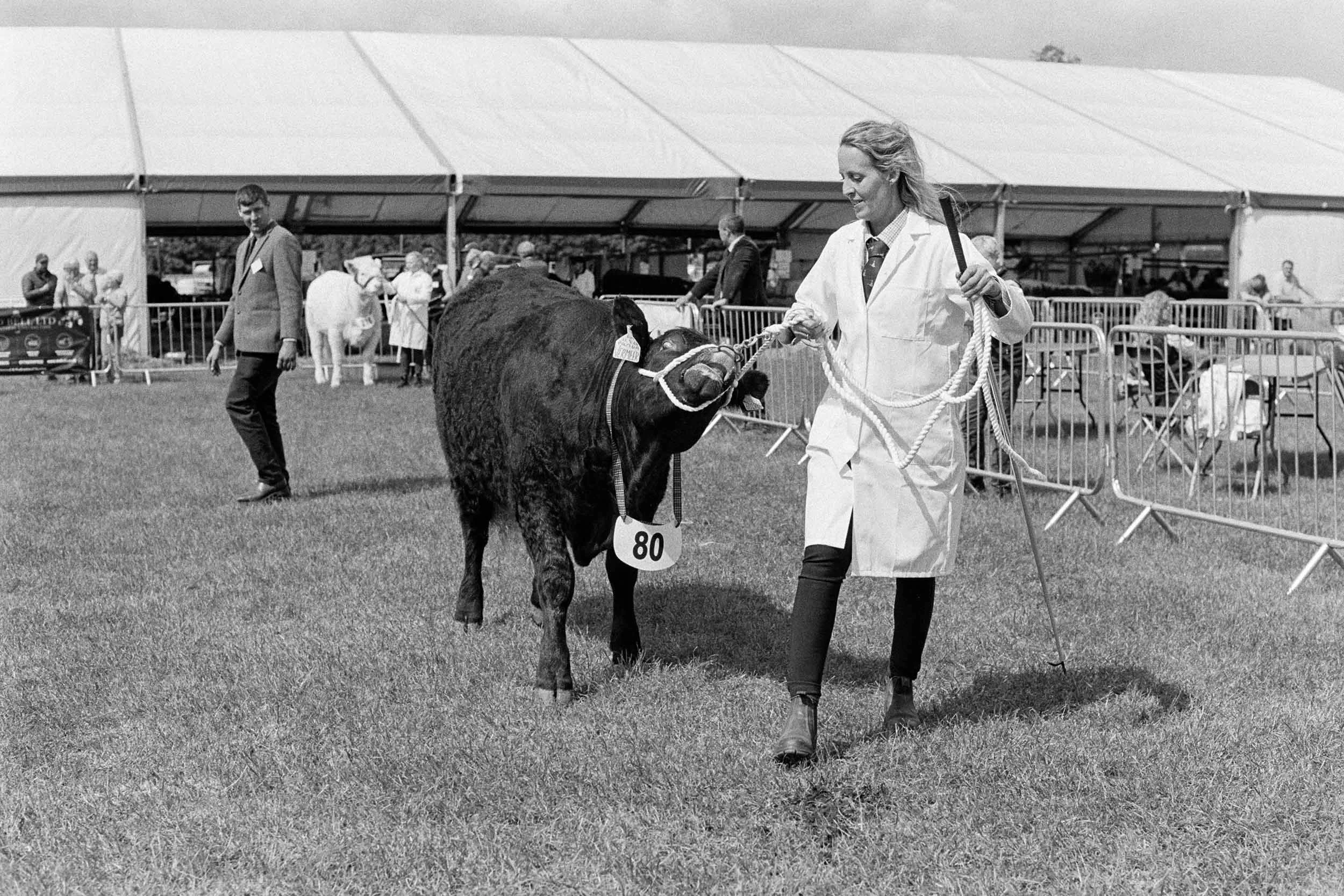 Black and white photo of a woman leading a cow with a numbered tag at a livestock show or fair, with people and a tent in the background.
