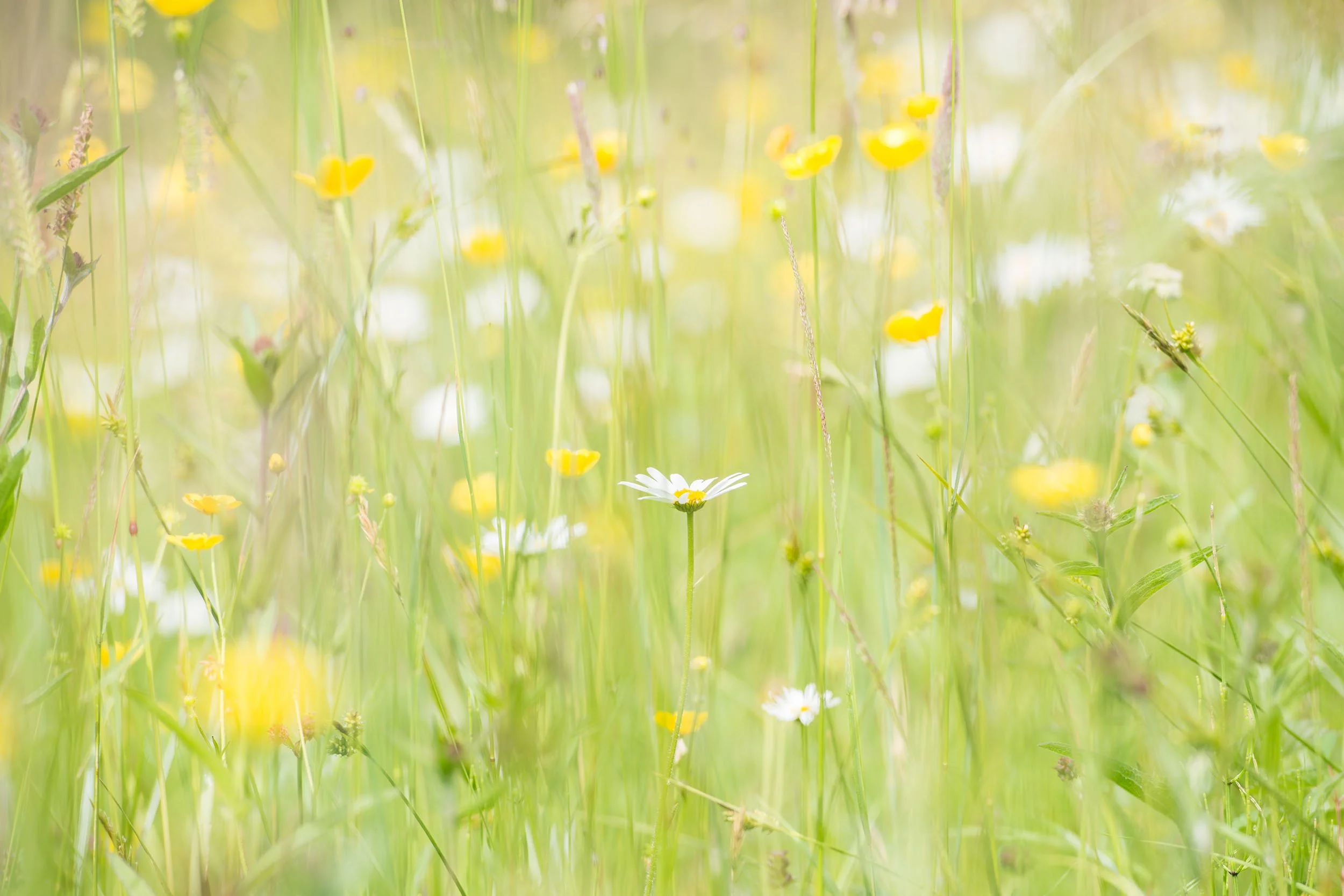 Greenhaugh-Meadow-Northumberland 004.jpg