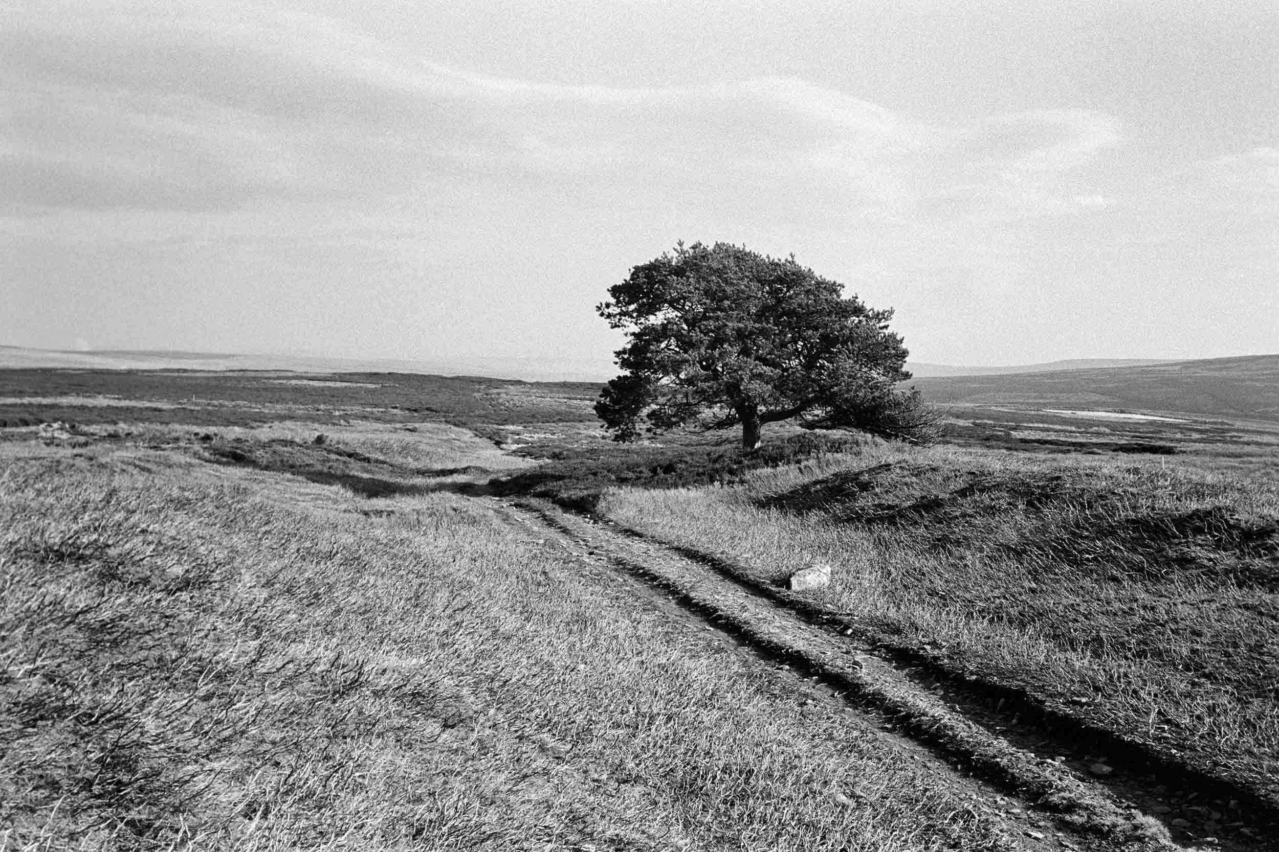 Down from Bolts Law - 35mm