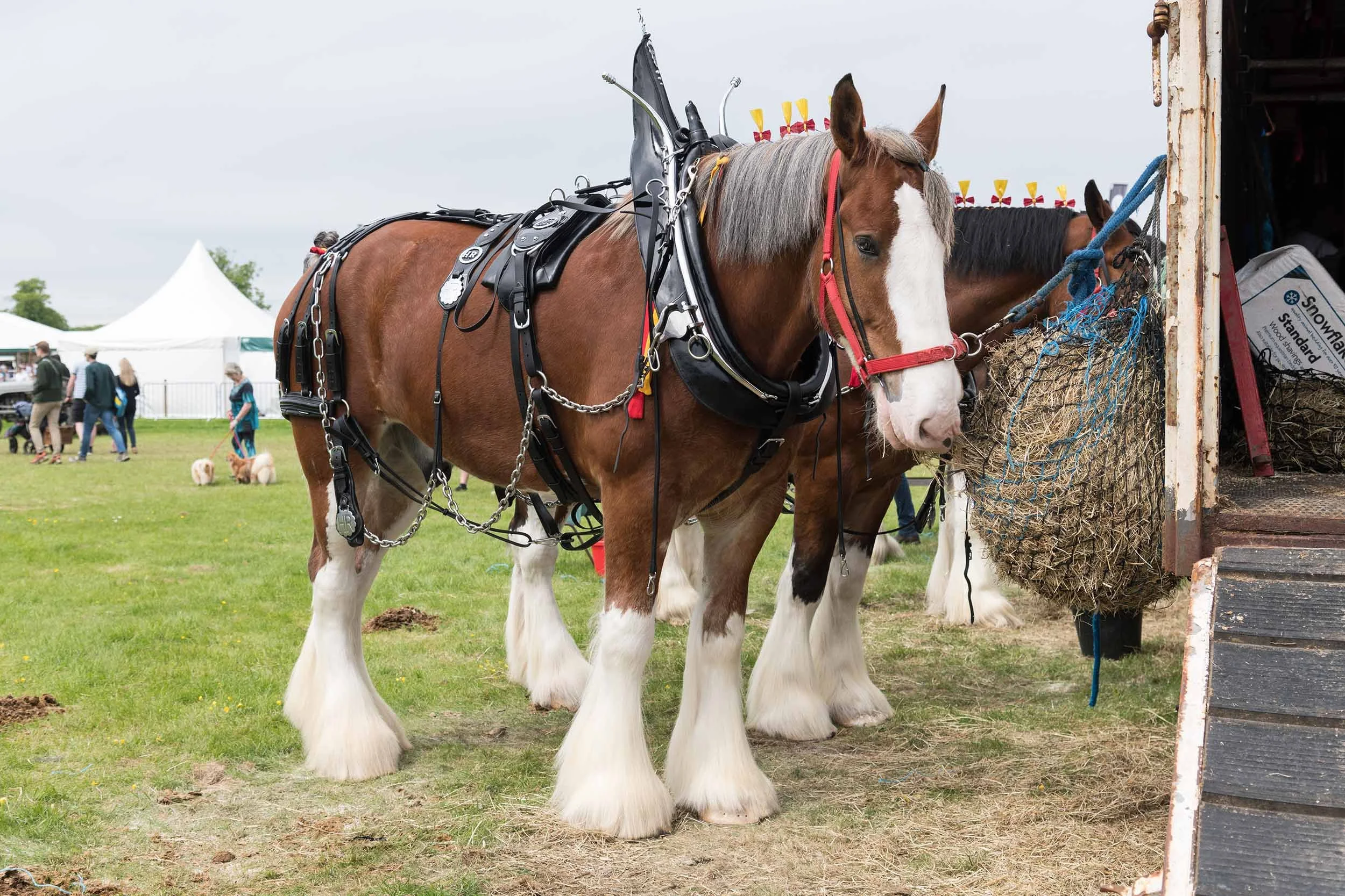 Northumberland County Show