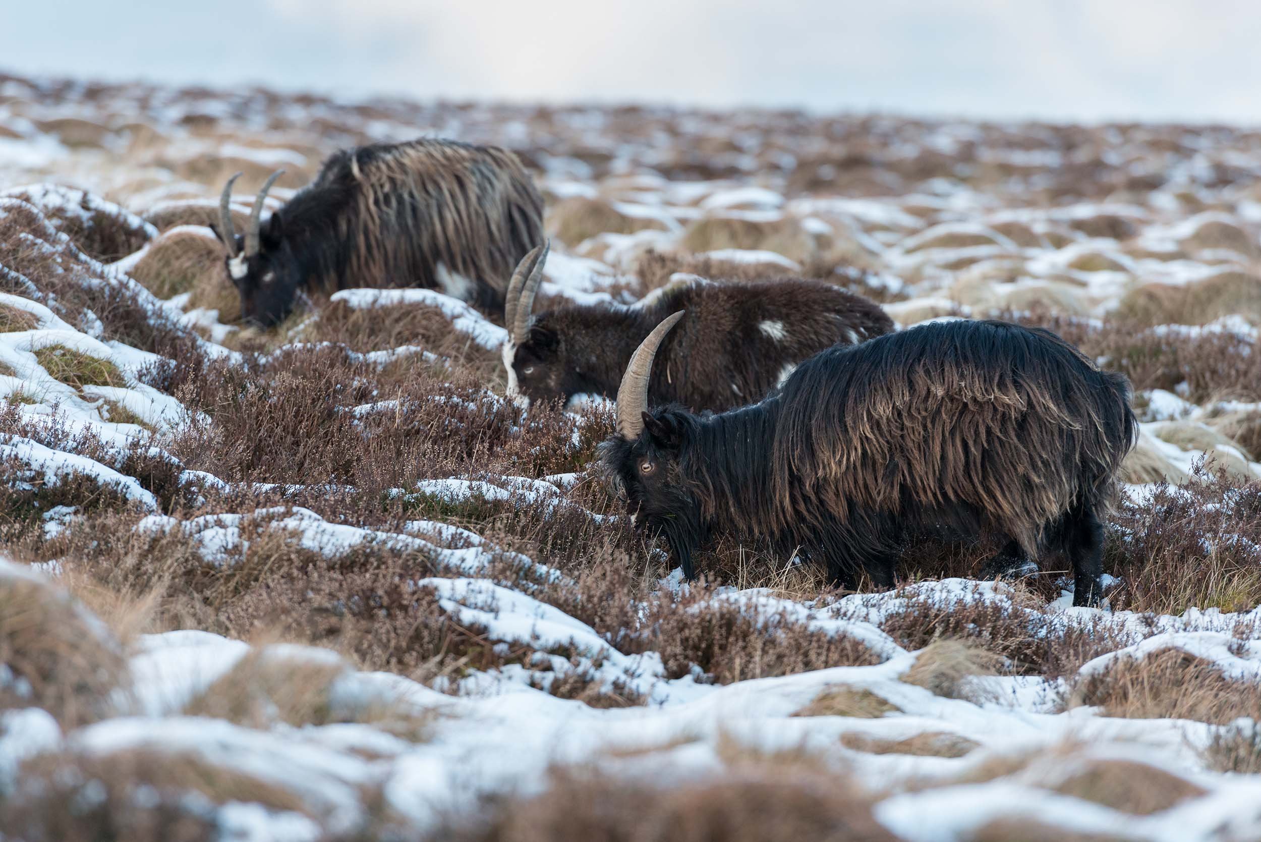 Cheviot Goats