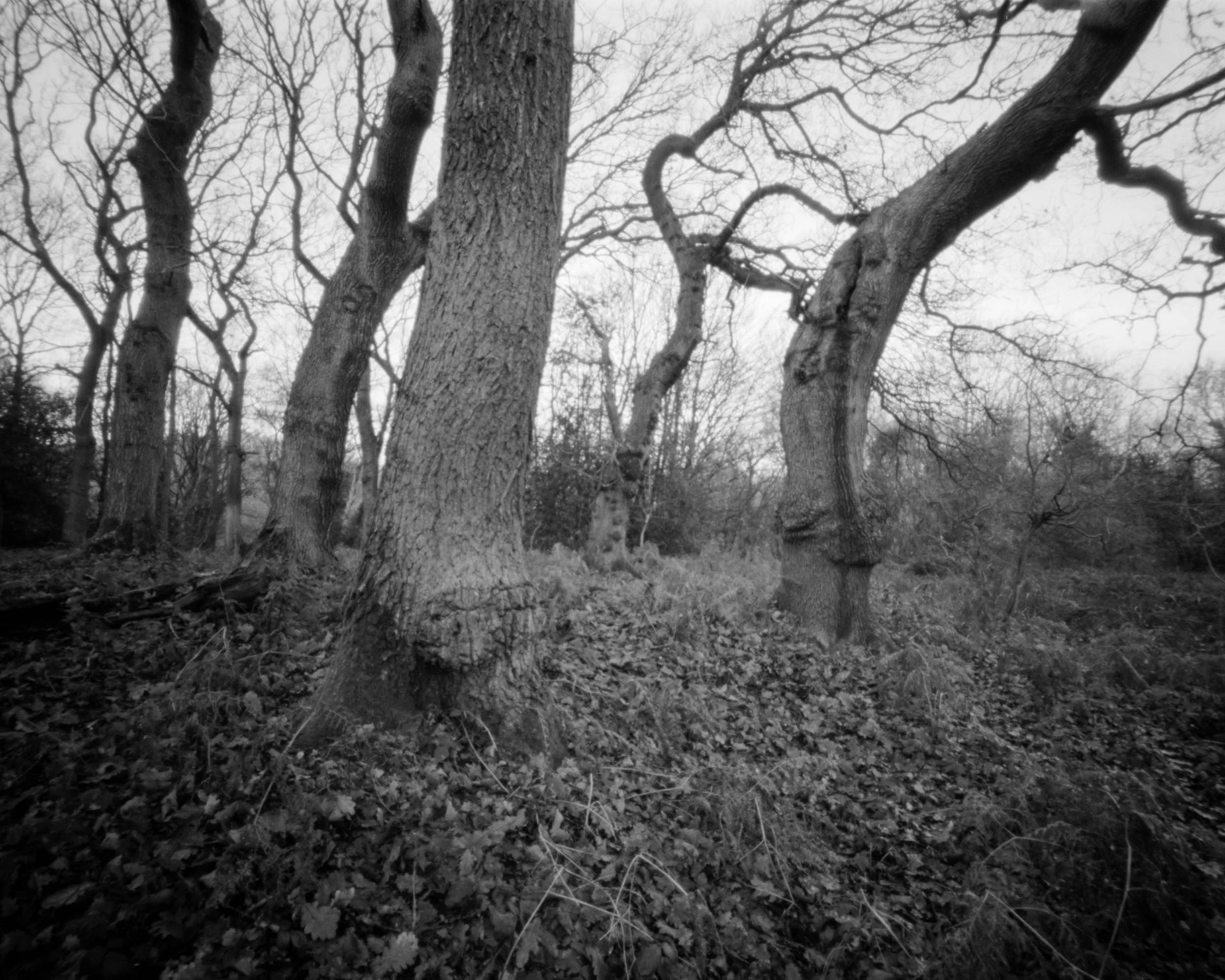 Coopers Wood - Large Format Pinhole
