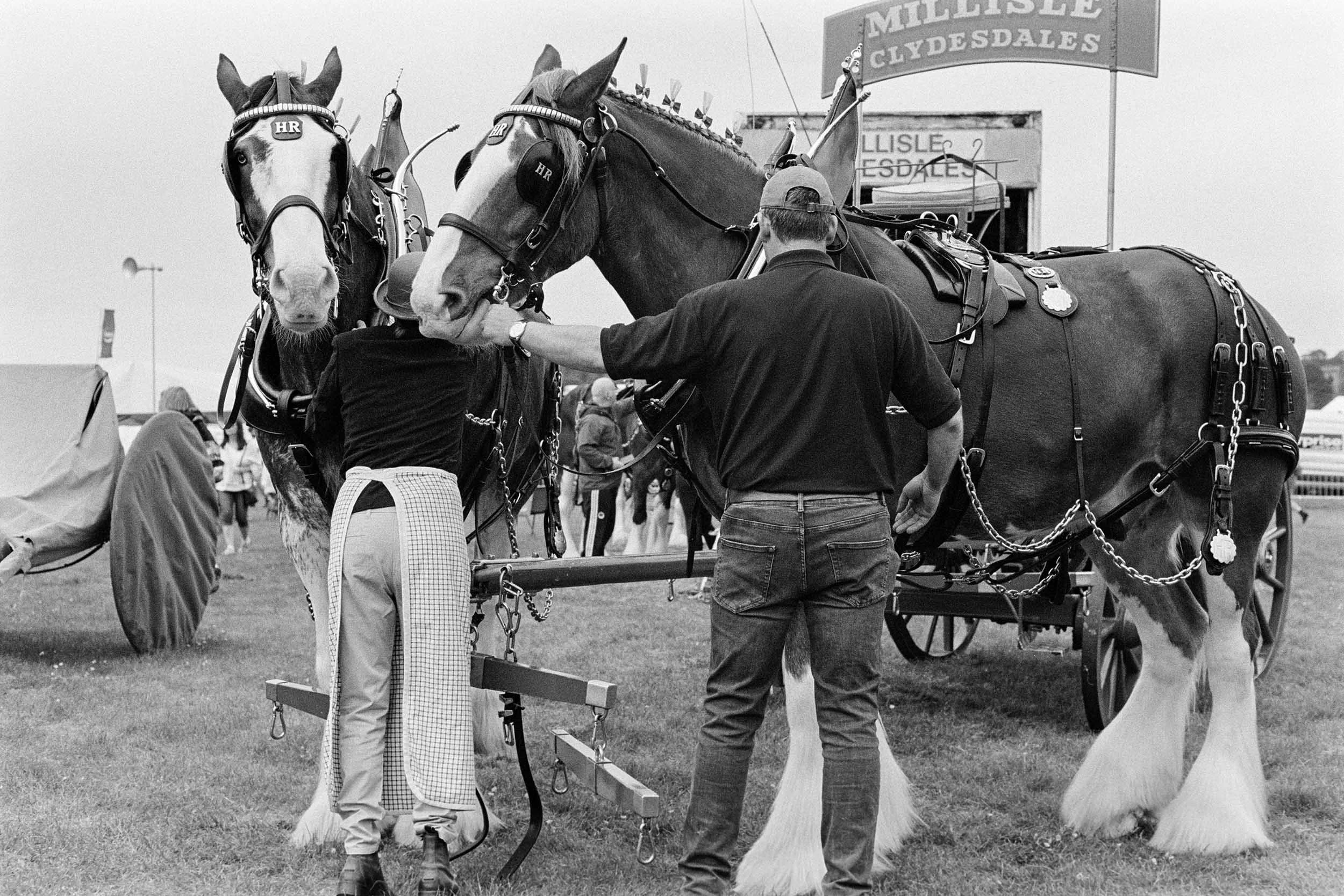 Two racehorses with bridles and harnesses, standing on a platform at a horse racing event. Two men are attending to the horses, one from behind and the other adjusting the bridle.