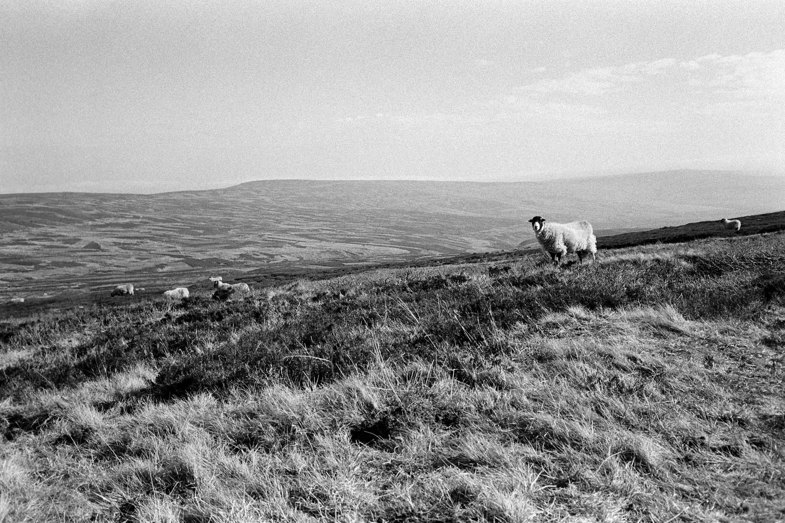 Swaldale over Weardale - 35mm