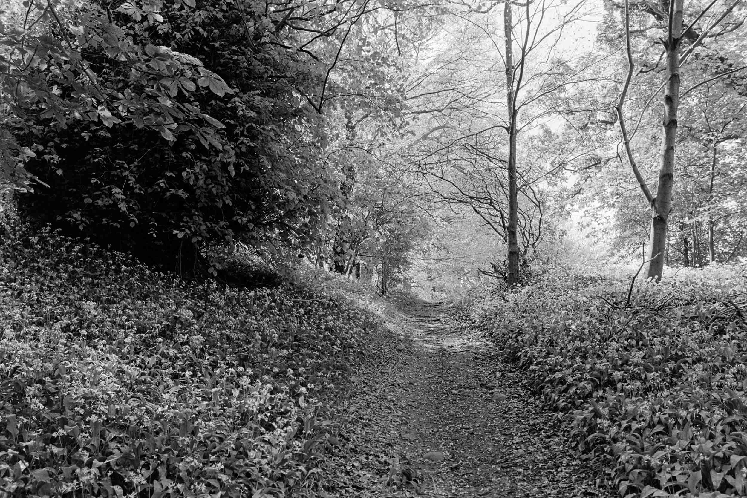 Wild Garlic Wood - 35mm