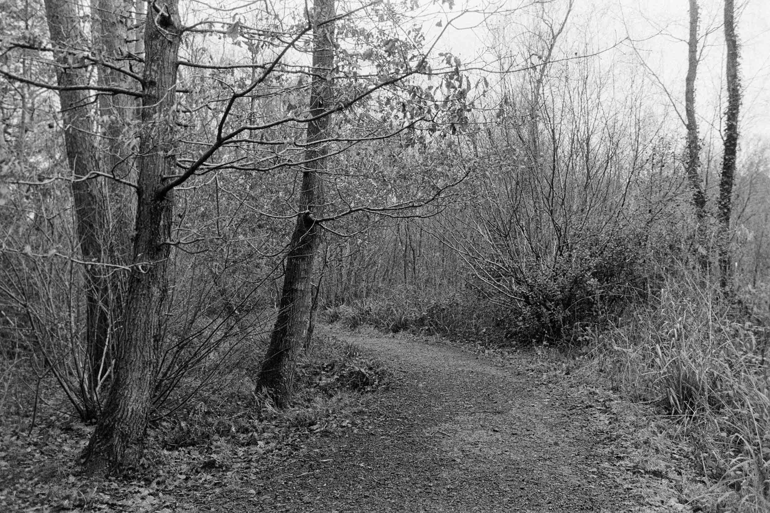Thornley Woods - 35mm