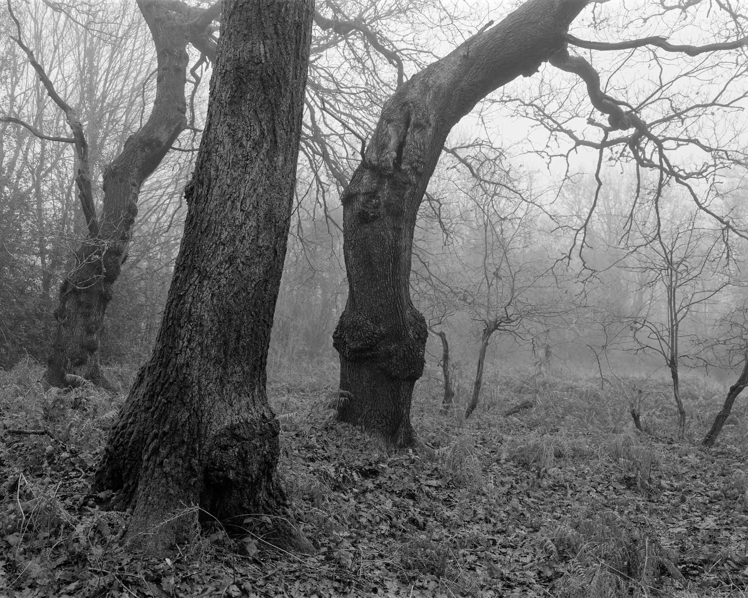 Coopers Wood - Large Format