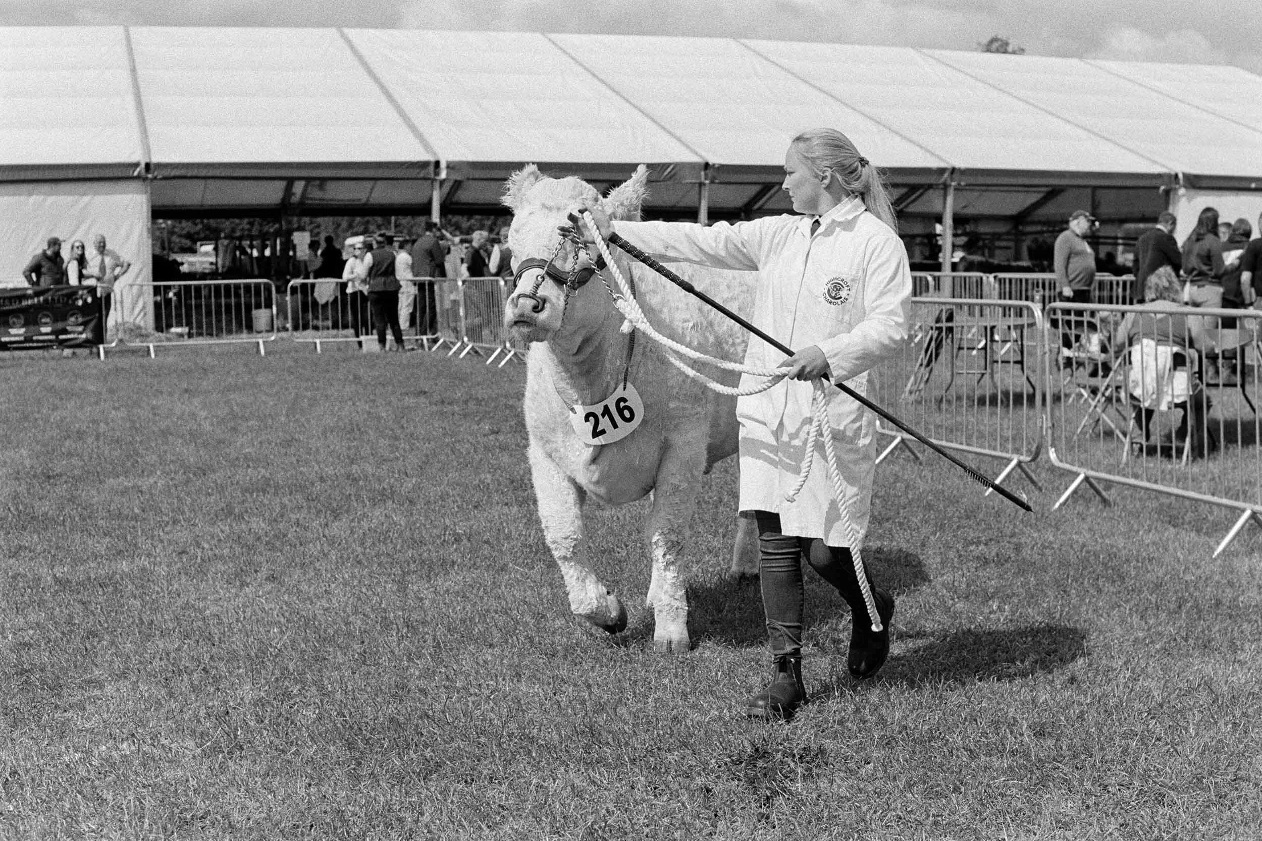 A woman in equestrian attire leading a foal with a number '216' on its blanket at an outdoor event, with a large tent and several spectators in the background.