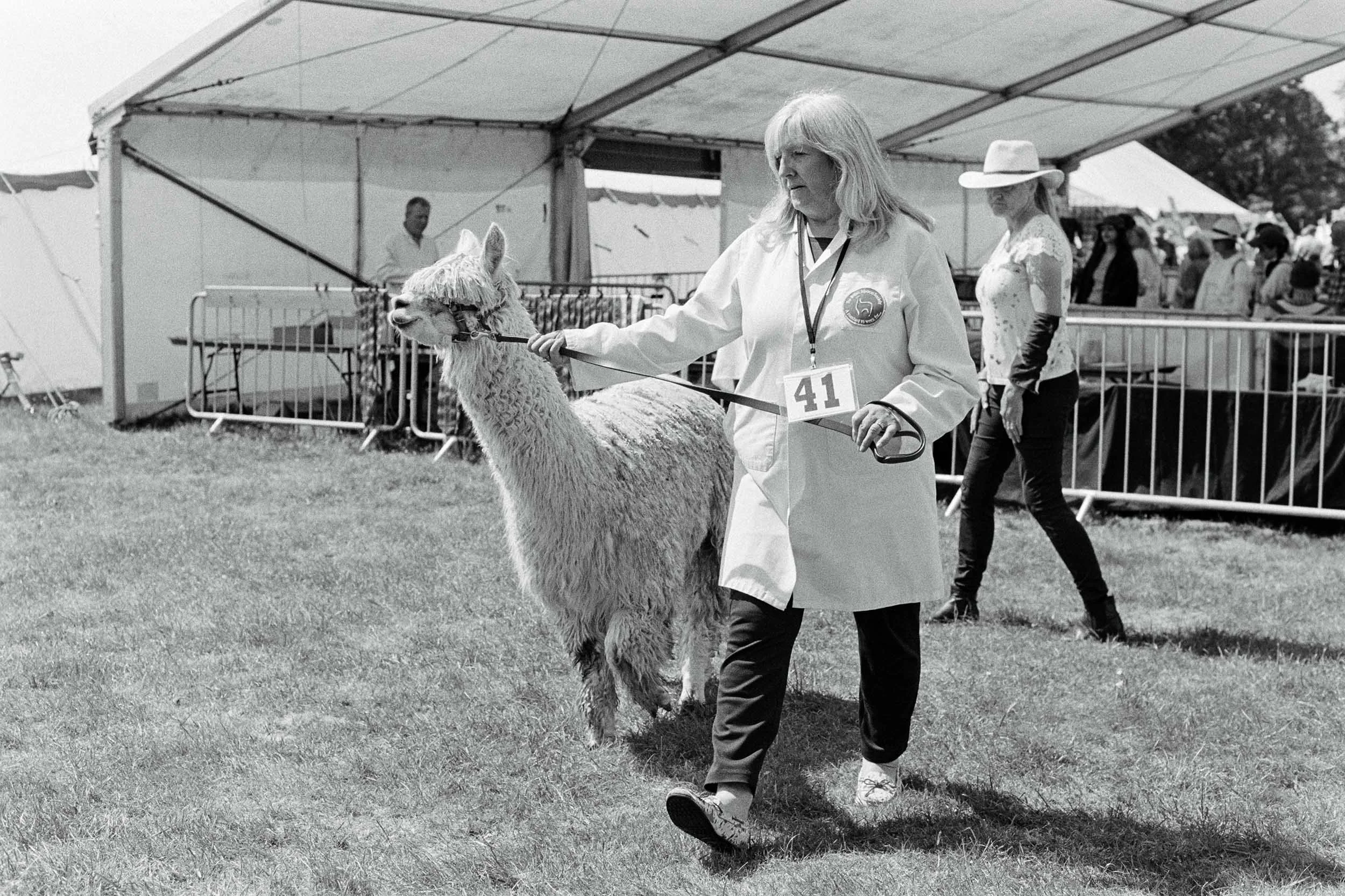 A woman leading a llama at an outdoor event. She wears a coat with a badge, a lanyard, and numbered badge, and holds the llama's leash. There are tents and other people in the background.
