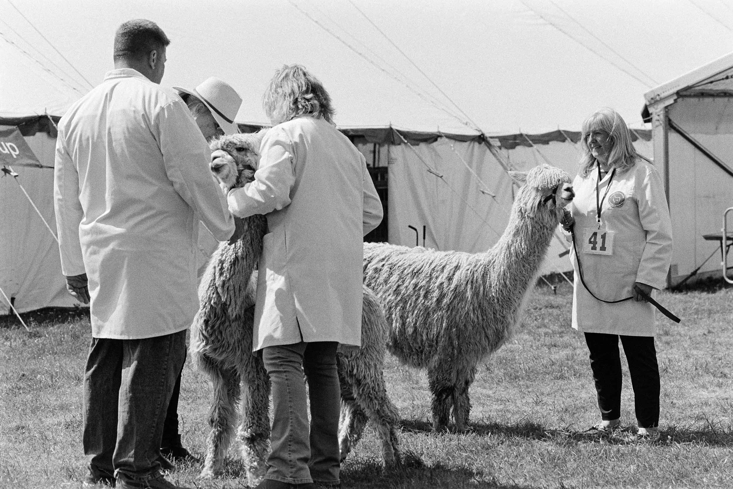 A group of people in white coats examining alpacas at an outdoor event, with tents in the background, on a sunny day.